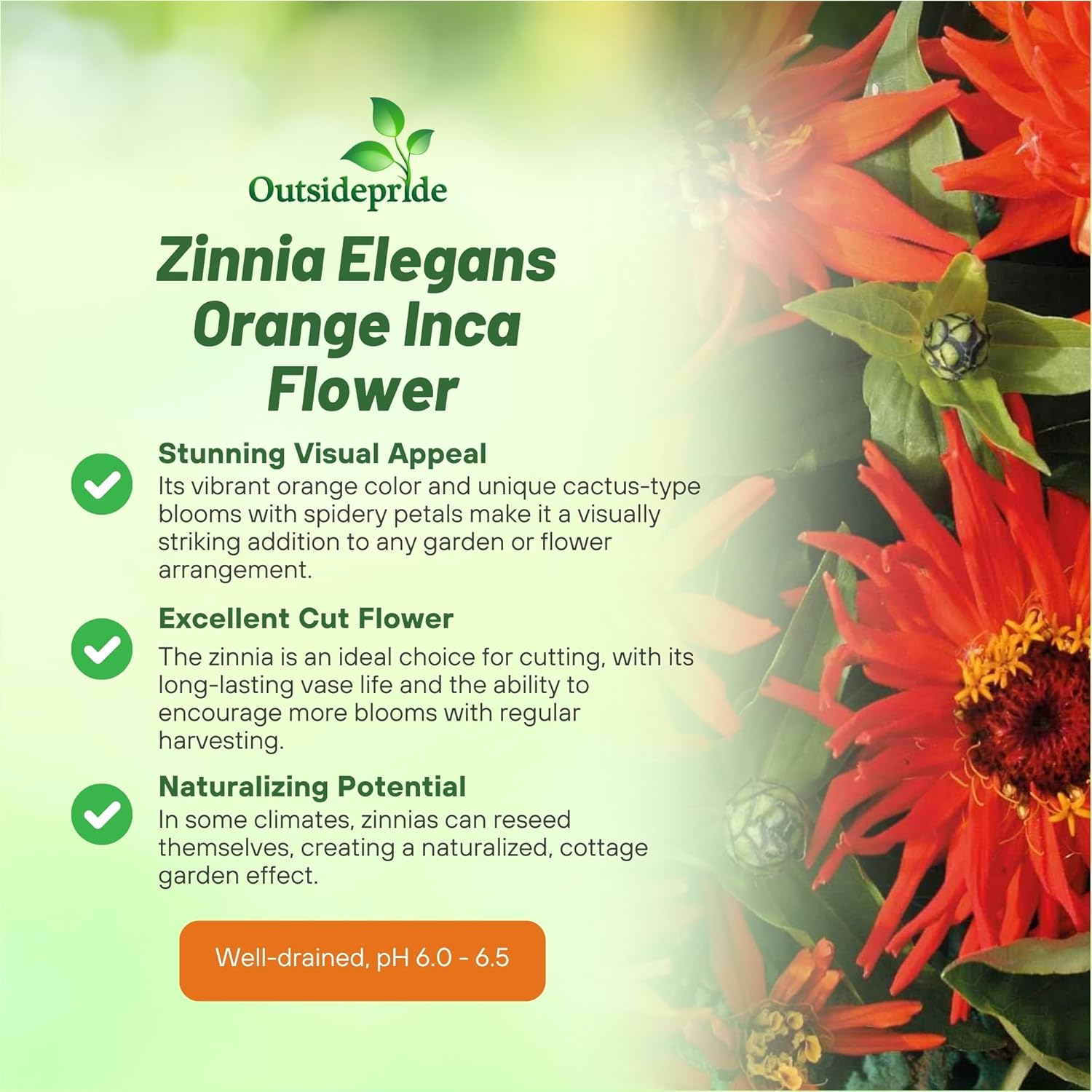 Zinnia Inca Drought Tolerant Flowers