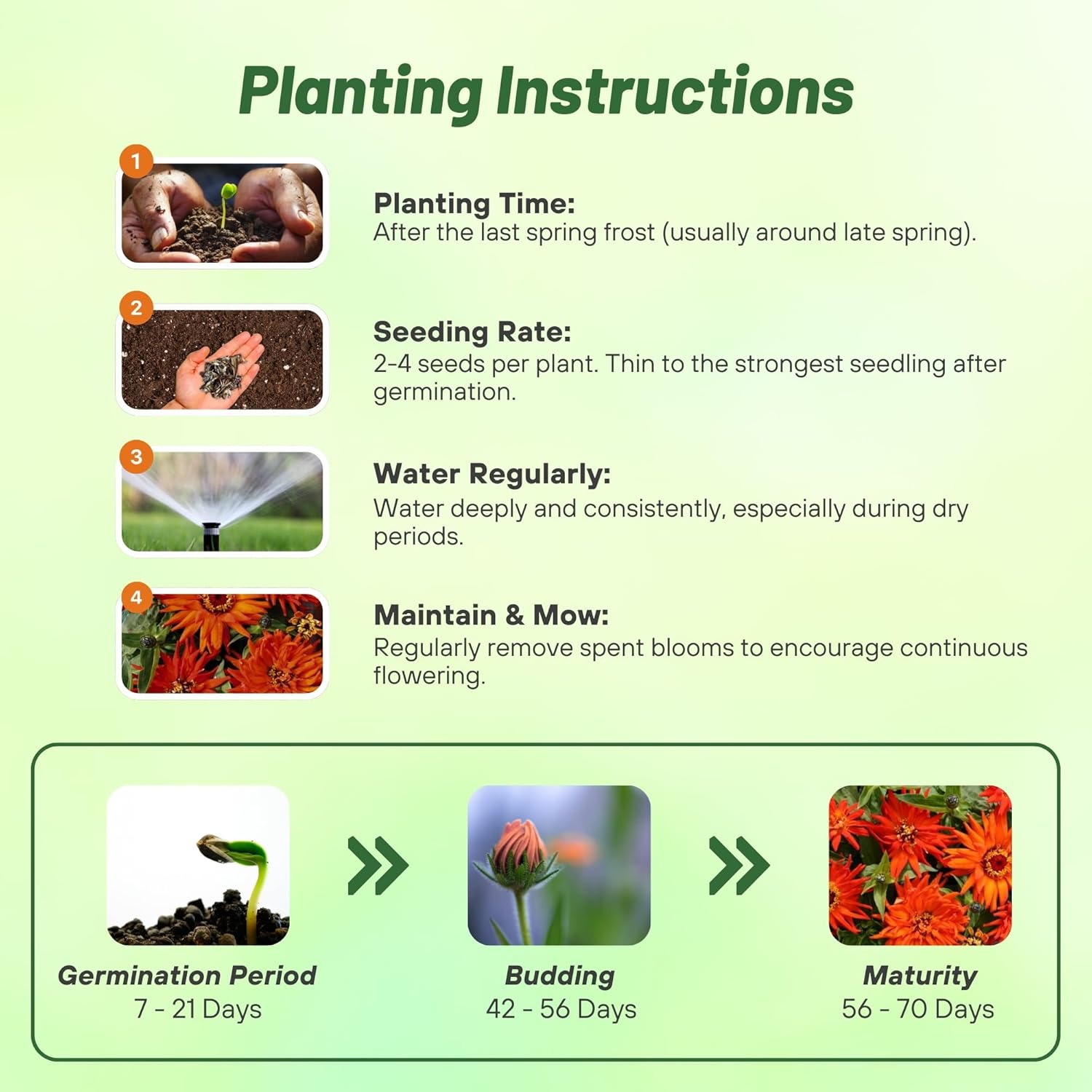 Zinnia Inca Planting Directions