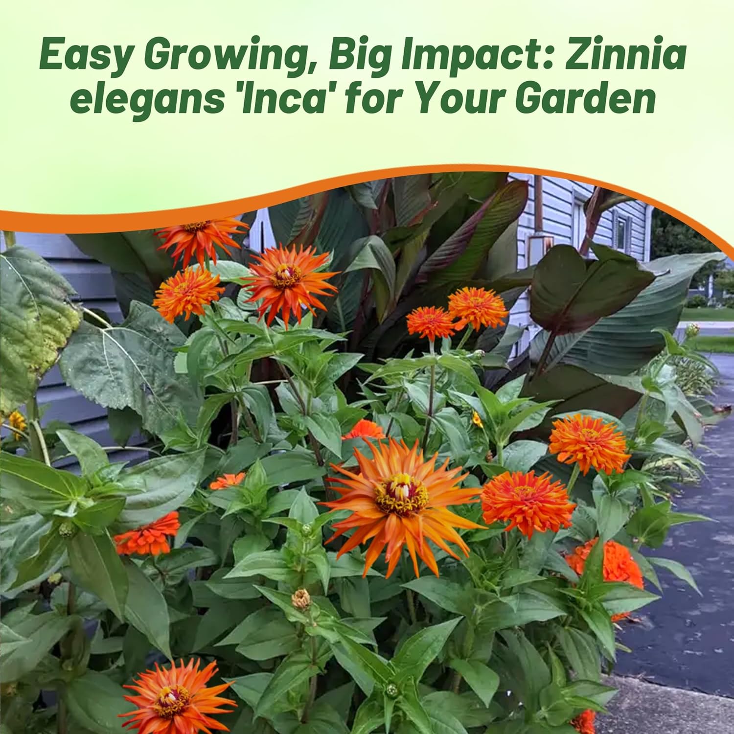 Zinnia Inca Garden Flower Seeds