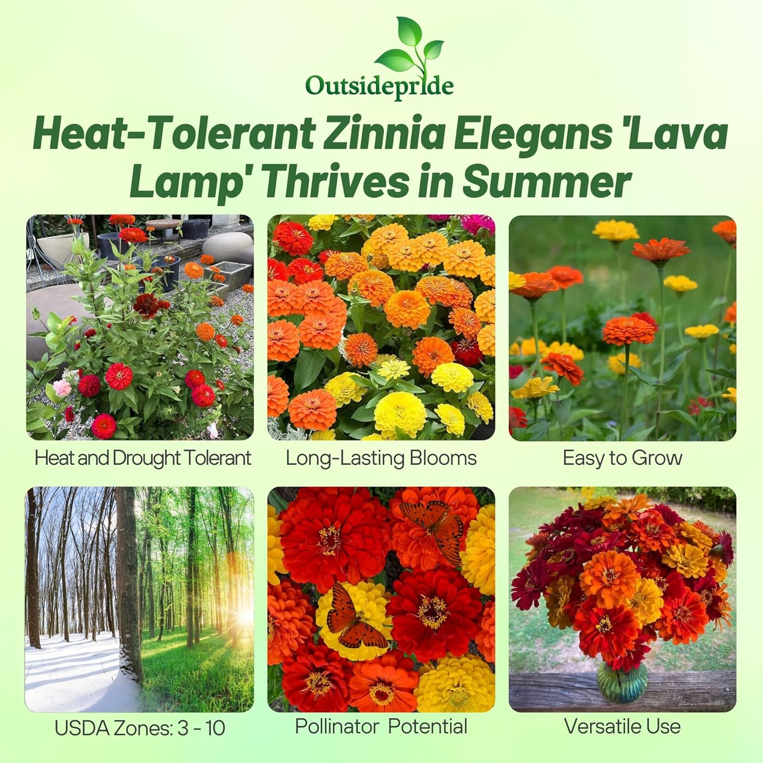Zinnia Lava Lamp Drought Tolerant Flowers