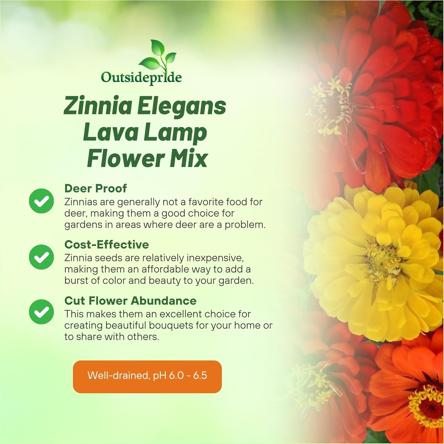Zinnia Lava Lamp Seed Mix