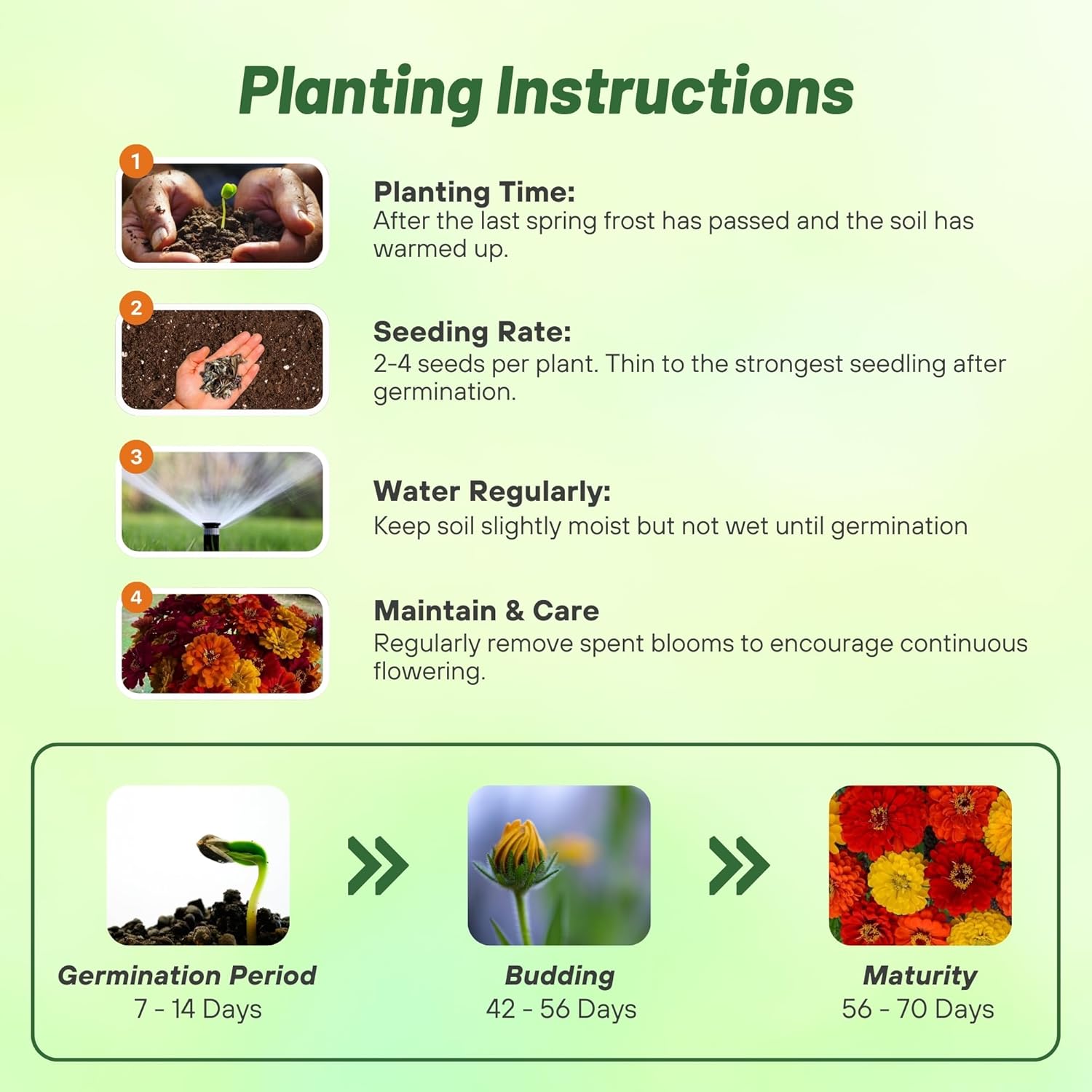Zinnia Lava Lamp Flower Planting Directions