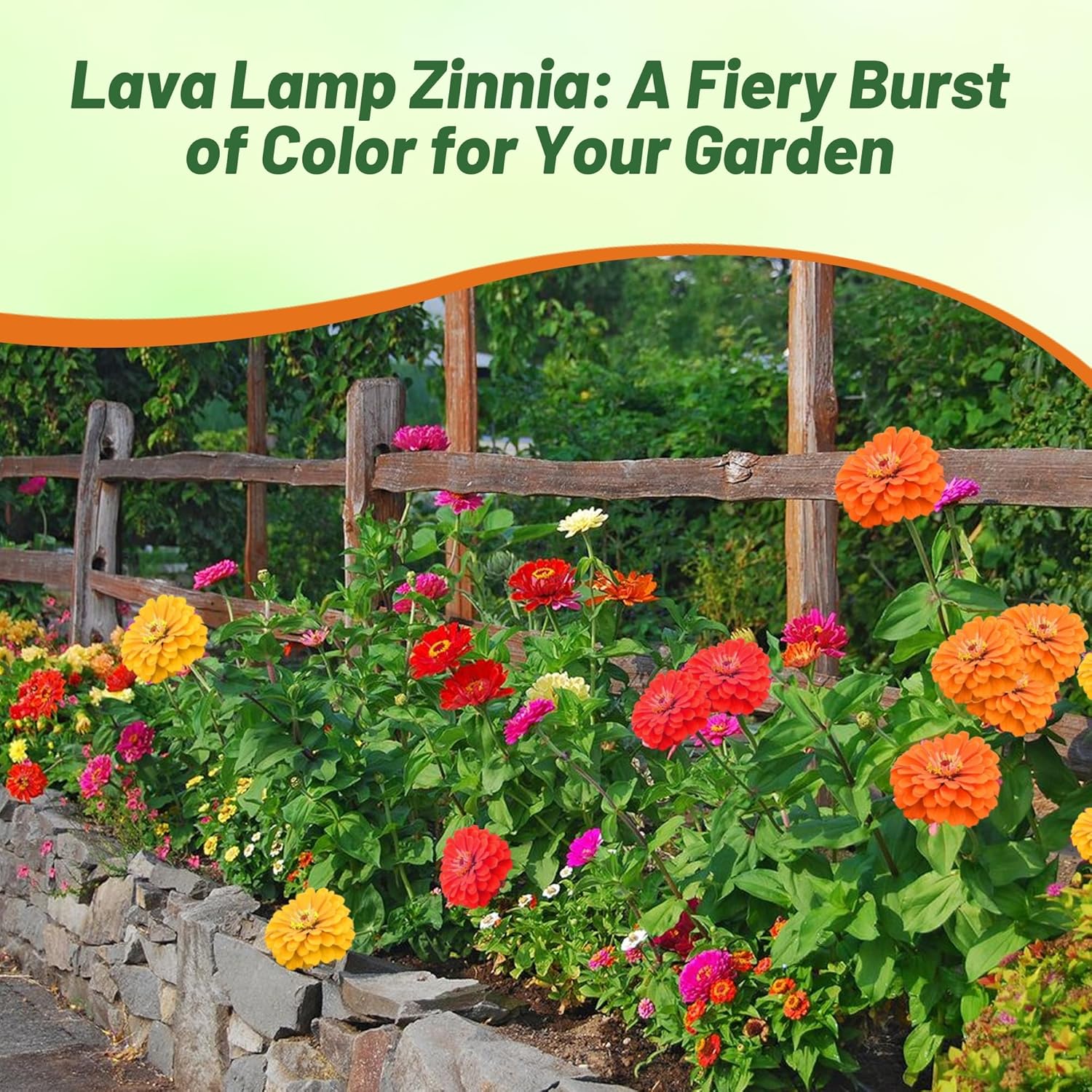 Zinnia Lava Lamp Flower Garden