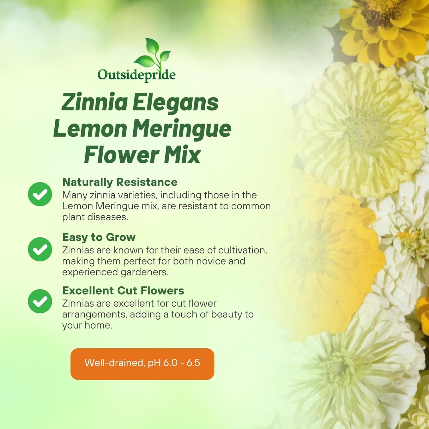 Zinnia Lemon Meringue Garden Flowers