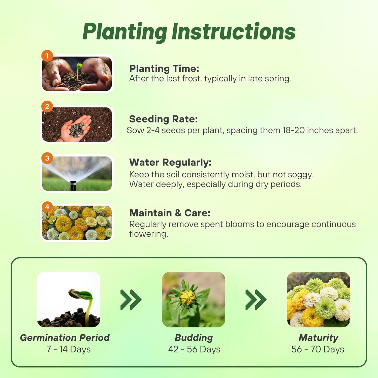 Zinnia Lemon Meringue Planting Diredtions