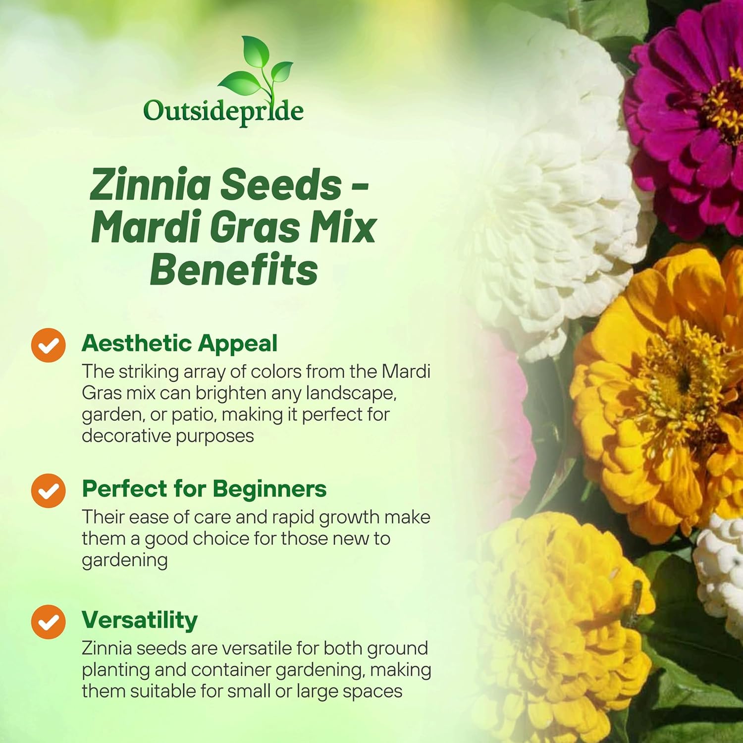 Zinnia Flower Mardi Gras Mix