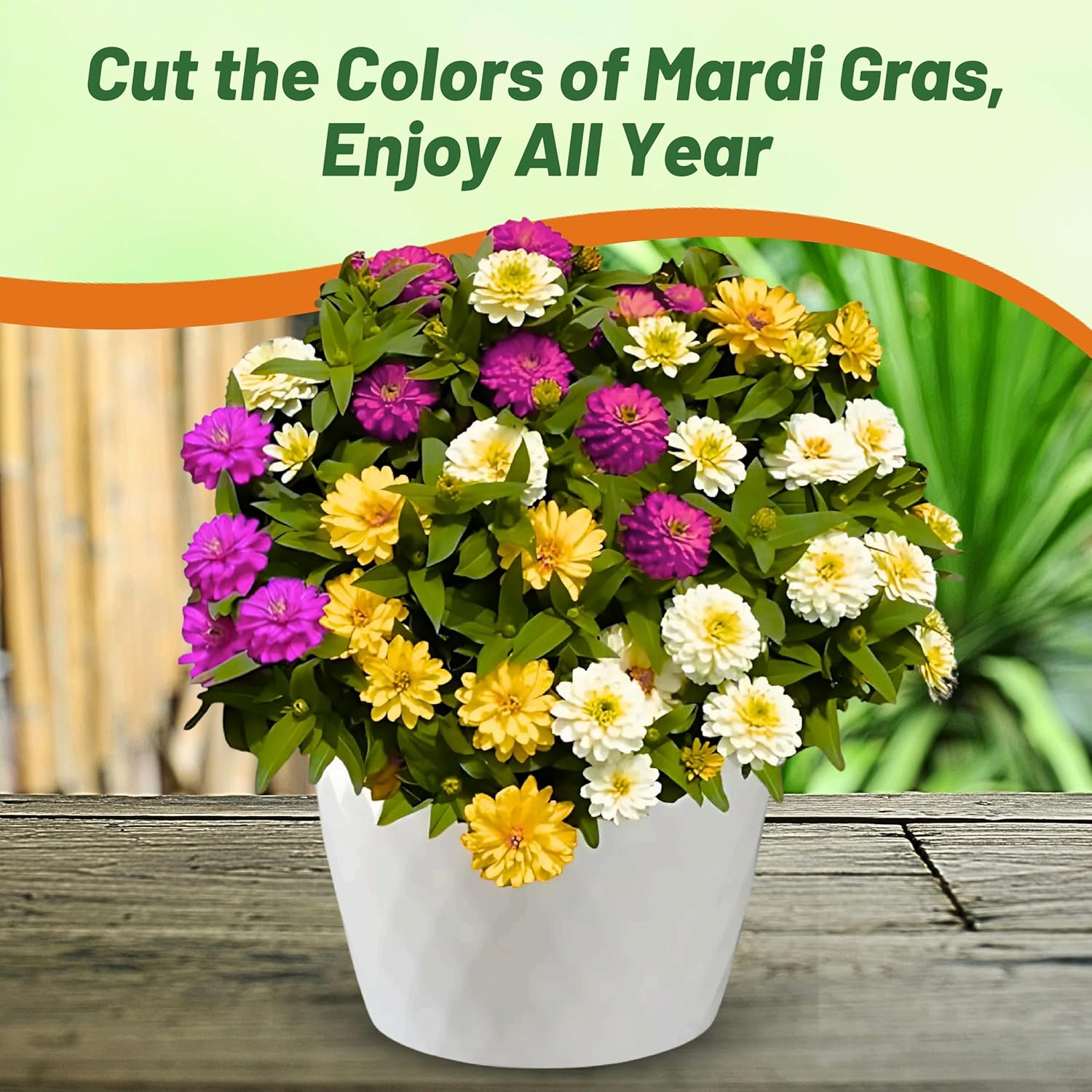Zinnia Flower Mardi Gras Flower Bed