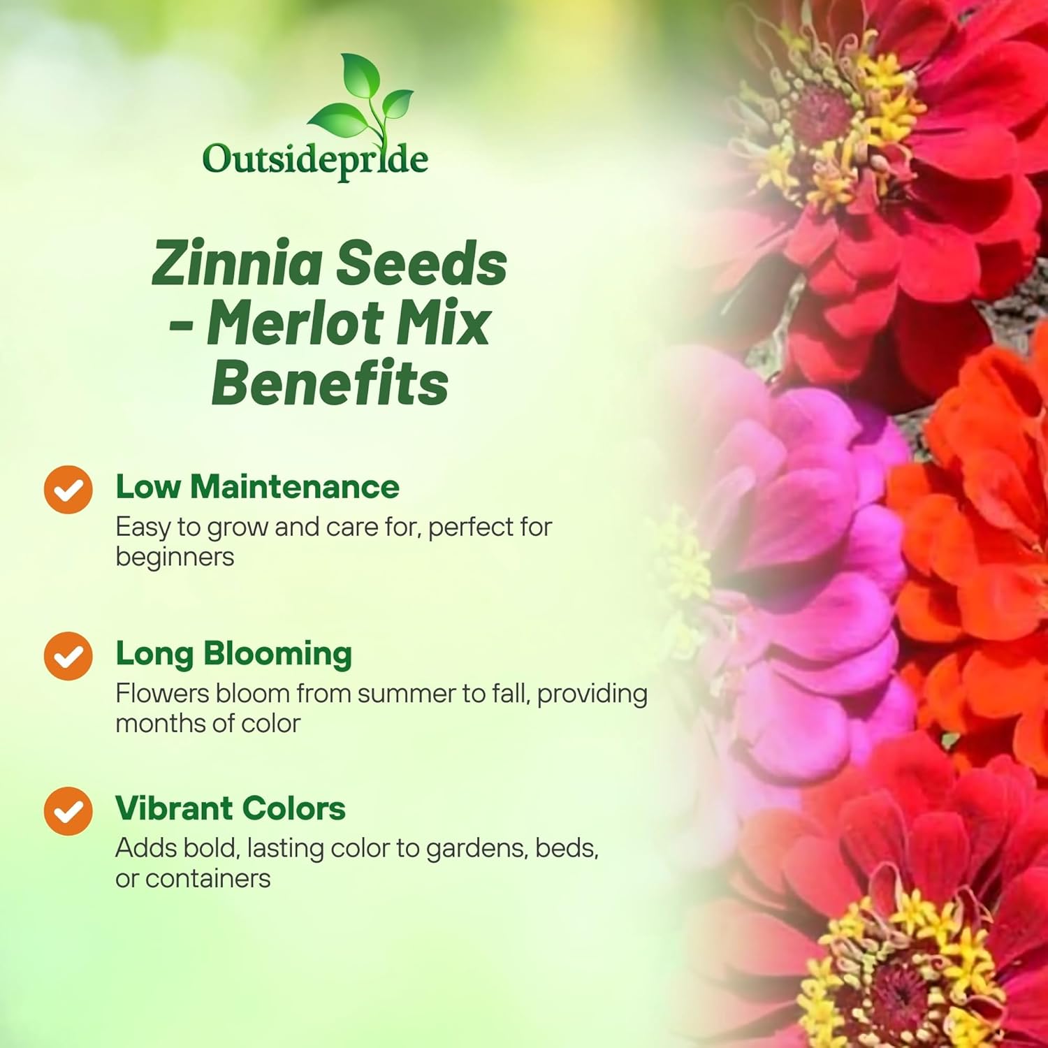 Zinnia Merlot Drought Tolerant Flowers