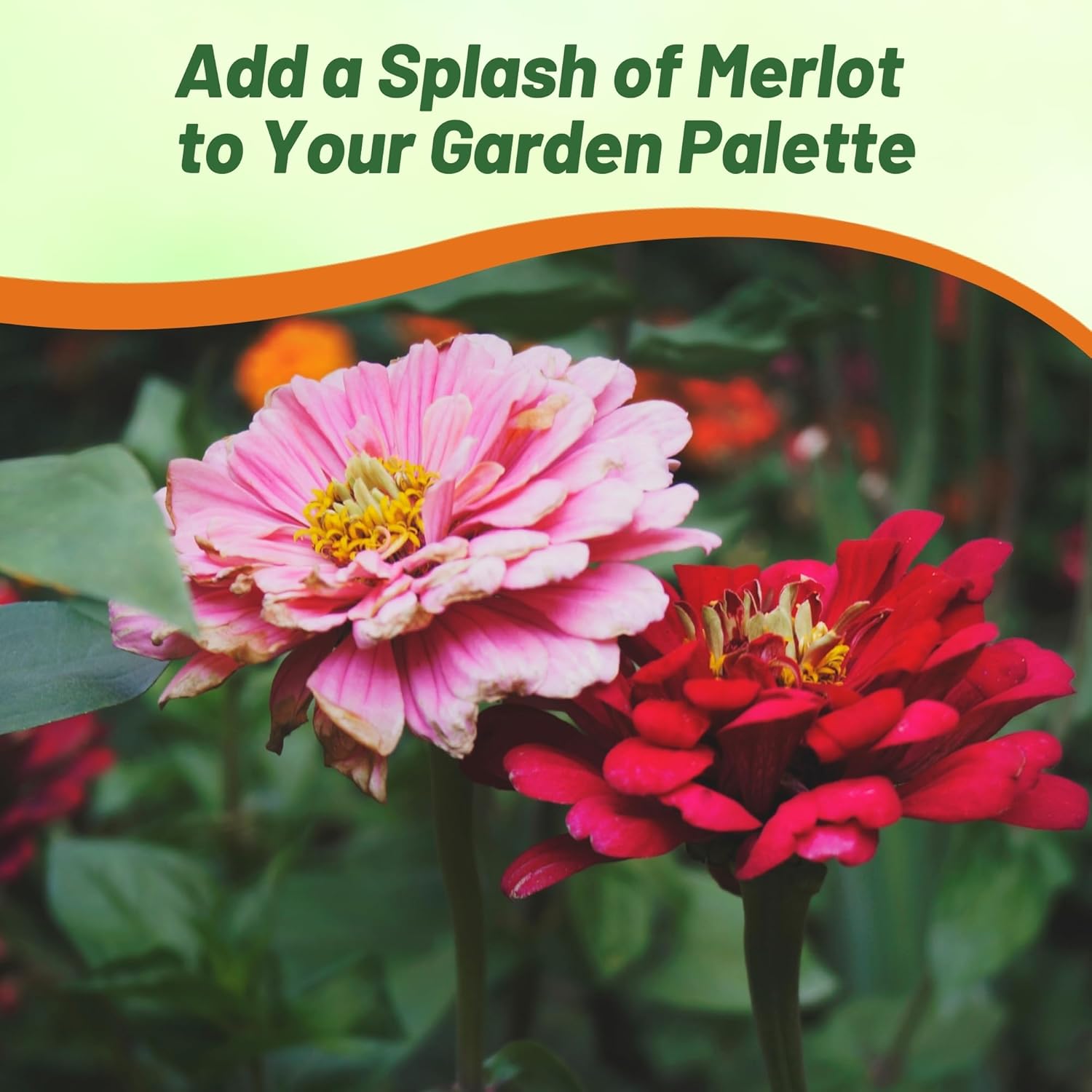Zinnia Merlot Garden Seed Mix