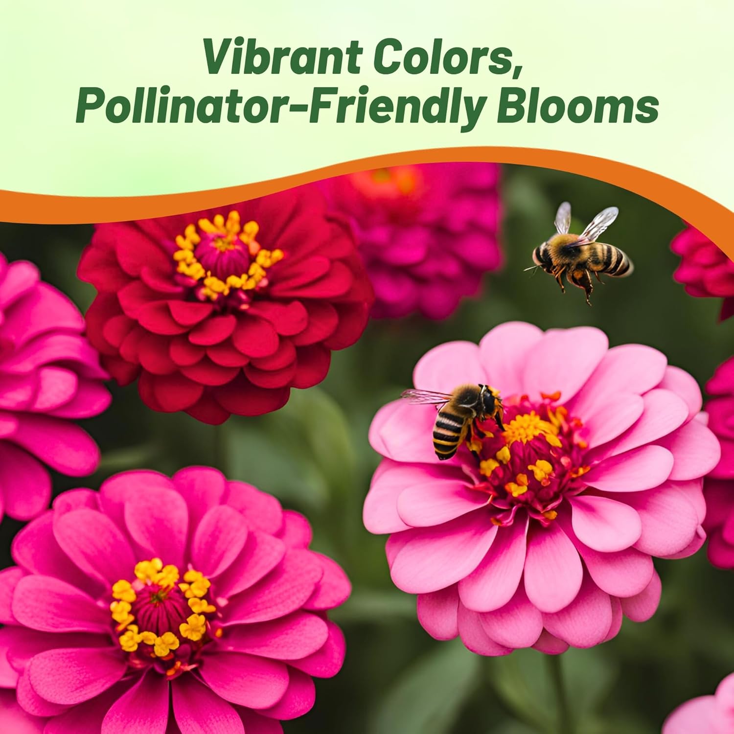 Zinnia Merlot Flower Seed Garden