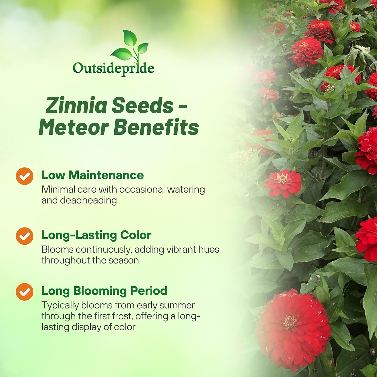 Zinnia Elegans Meteor Flower Seeds
