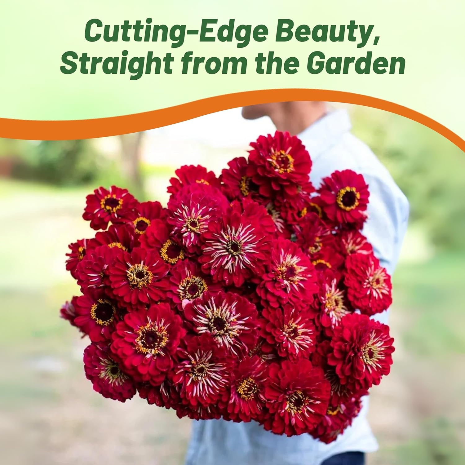 Zinnia Dahlia Flowered Meteor