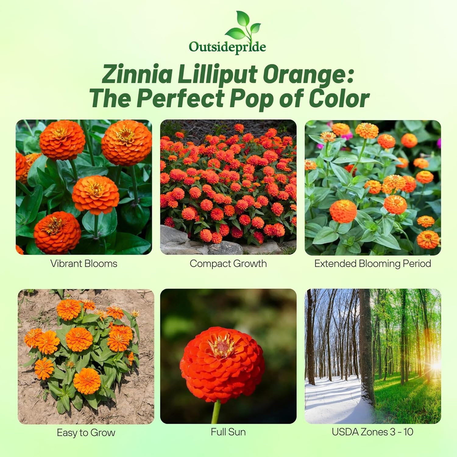 Zinnia Elegans Lilliput Orange Planting Directions