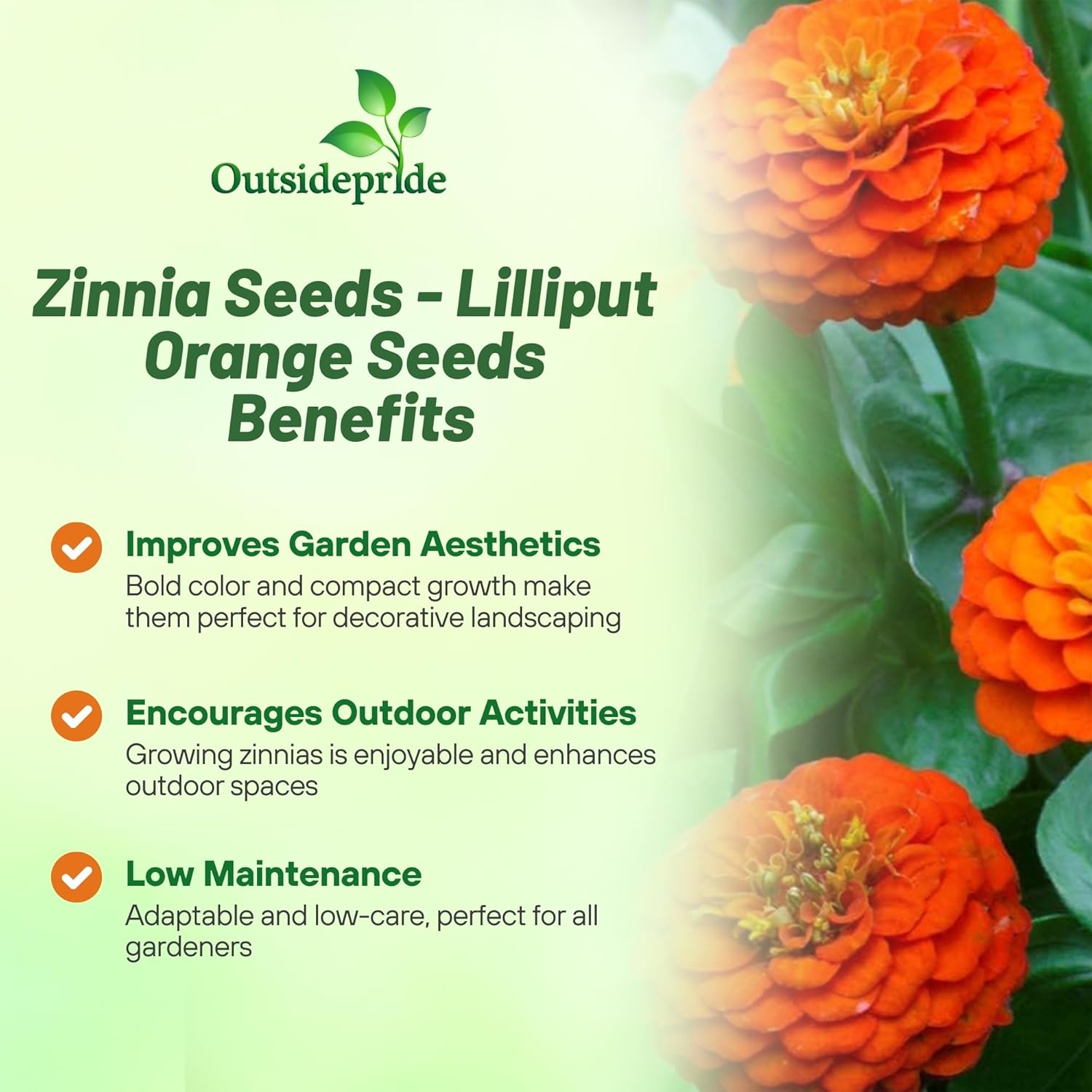 Zinnia Orange Drought Tolerant Flowers