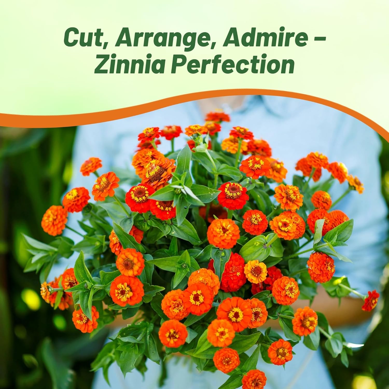 Zinnia Elegans Lilliput Orange Flowers Seed
