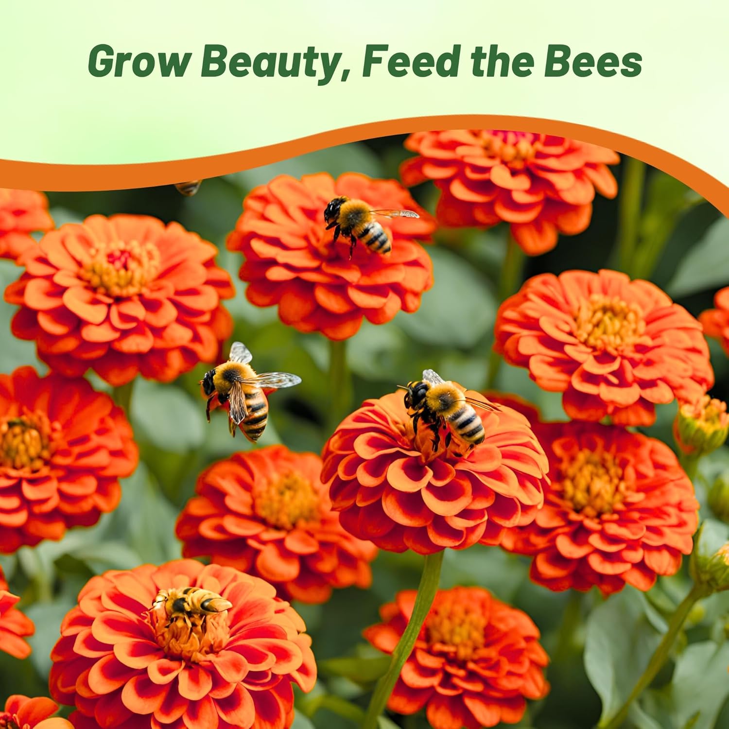 Zinnia Elegans Lilliput Orange Flower Garden