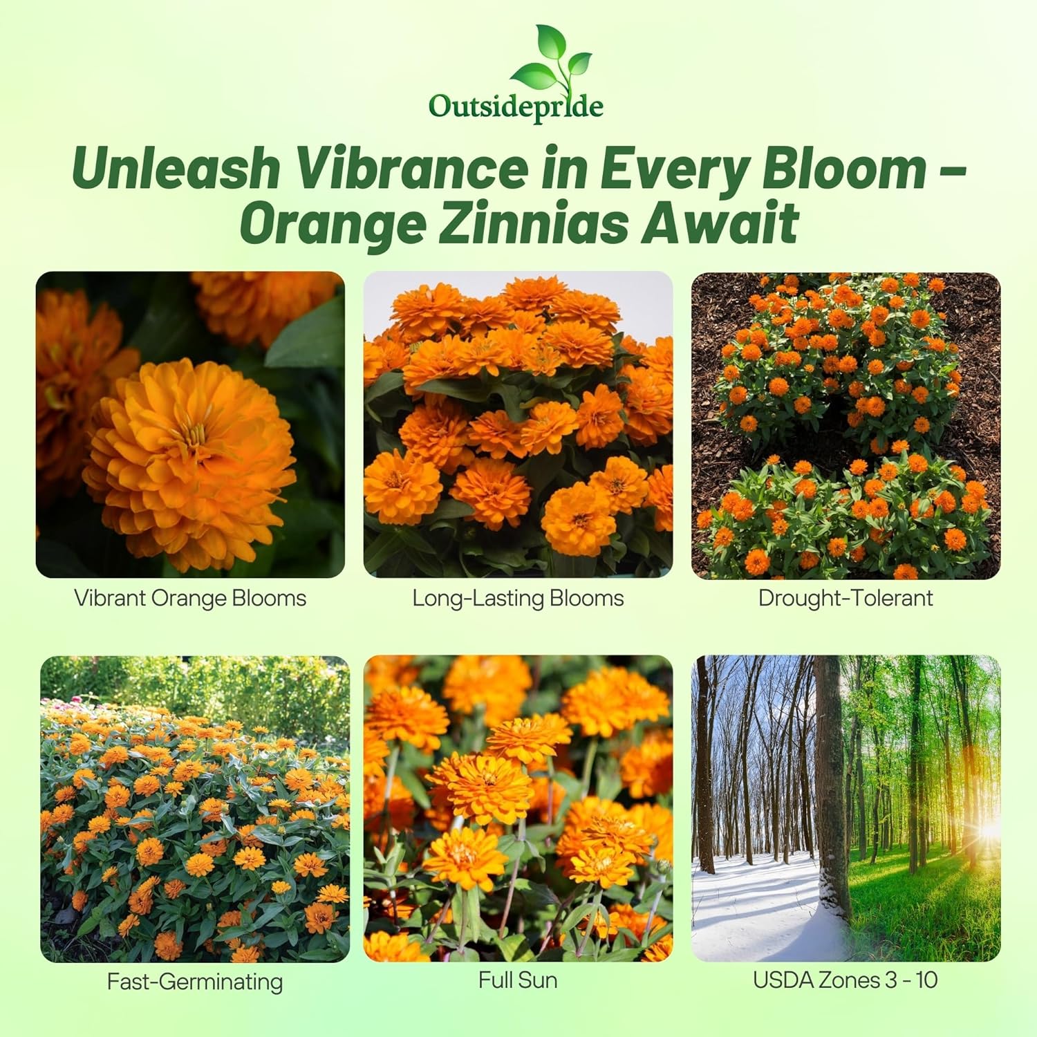 Zinnia Zahara Double Orange Planting Directions