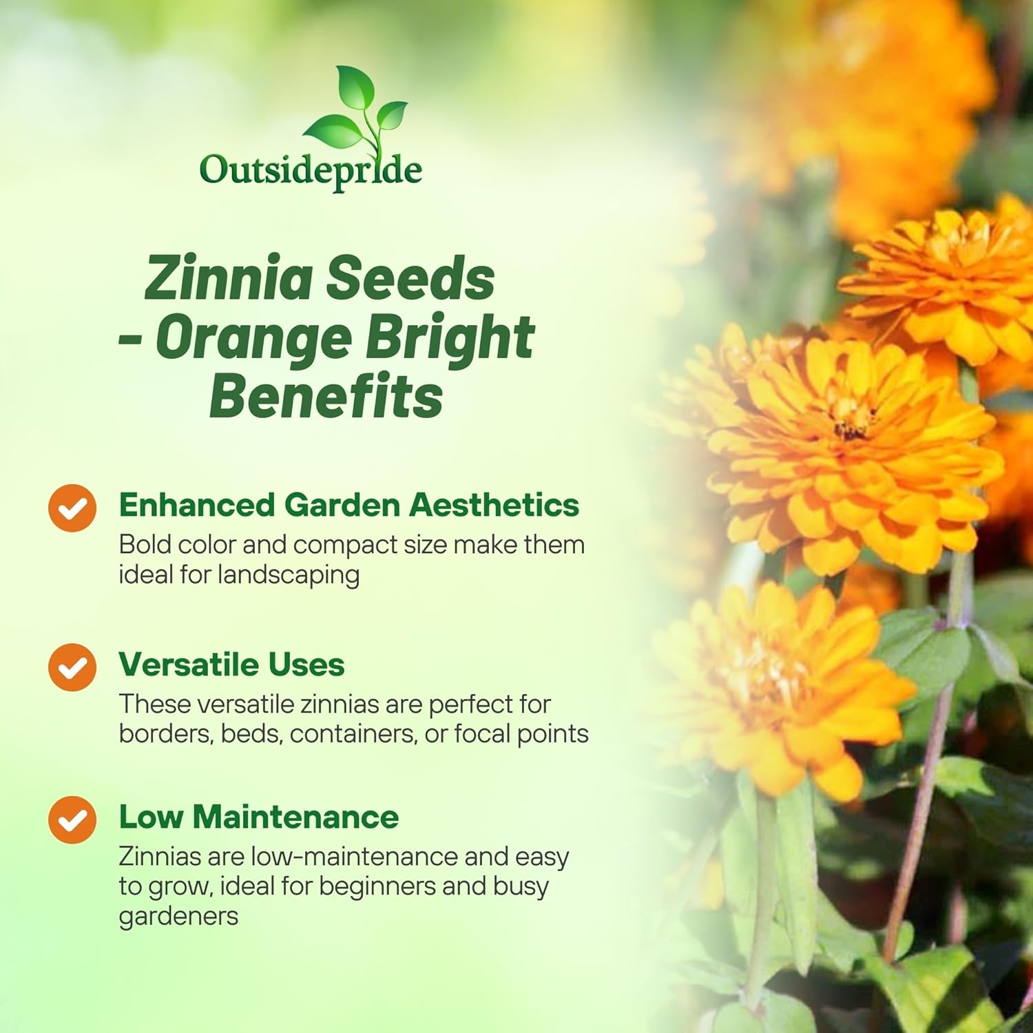 Zinnia Zahara Double Orange Container Plants