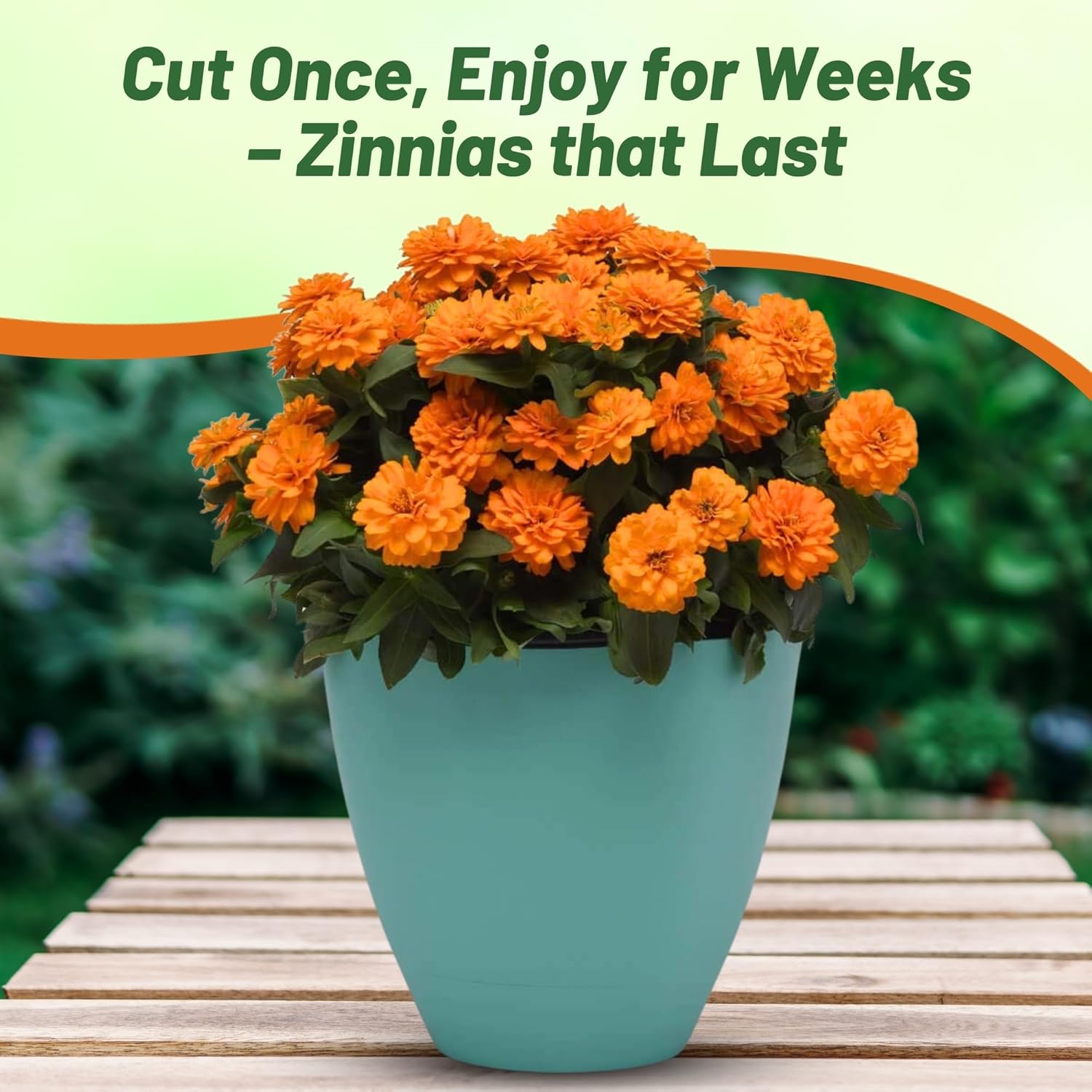 Zinnia Zahara Double Orange Bright Flowers