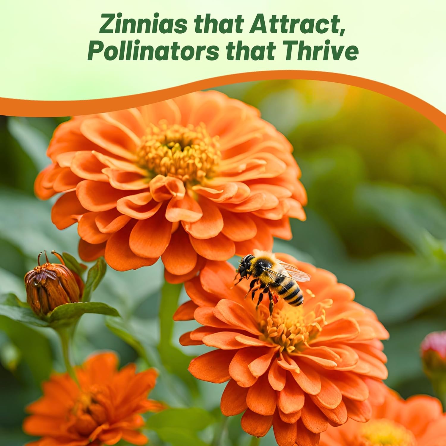 Zinnia Zahara Double Orange Flower Garden