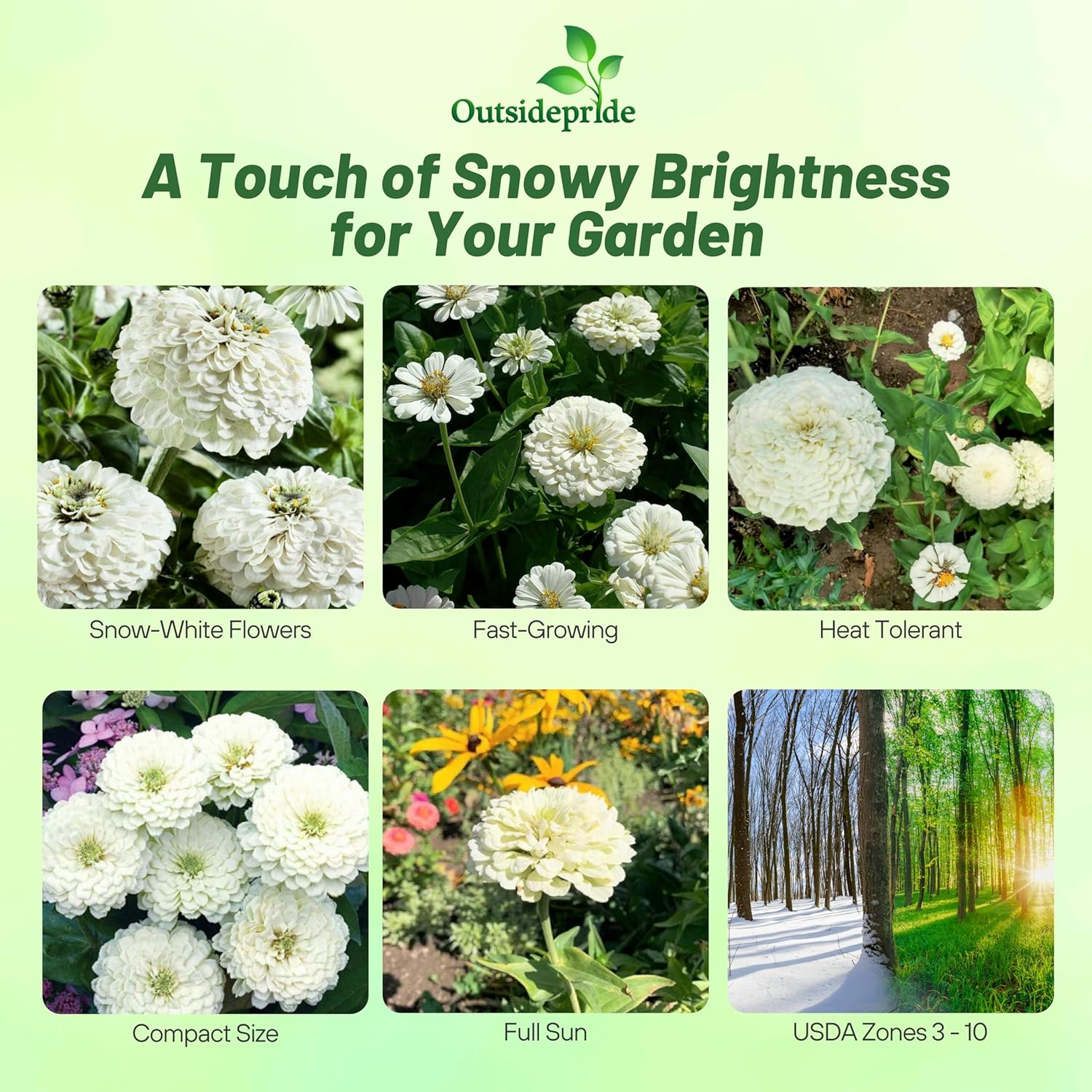 Zinnia Elegans Dahlia White Planting Directions