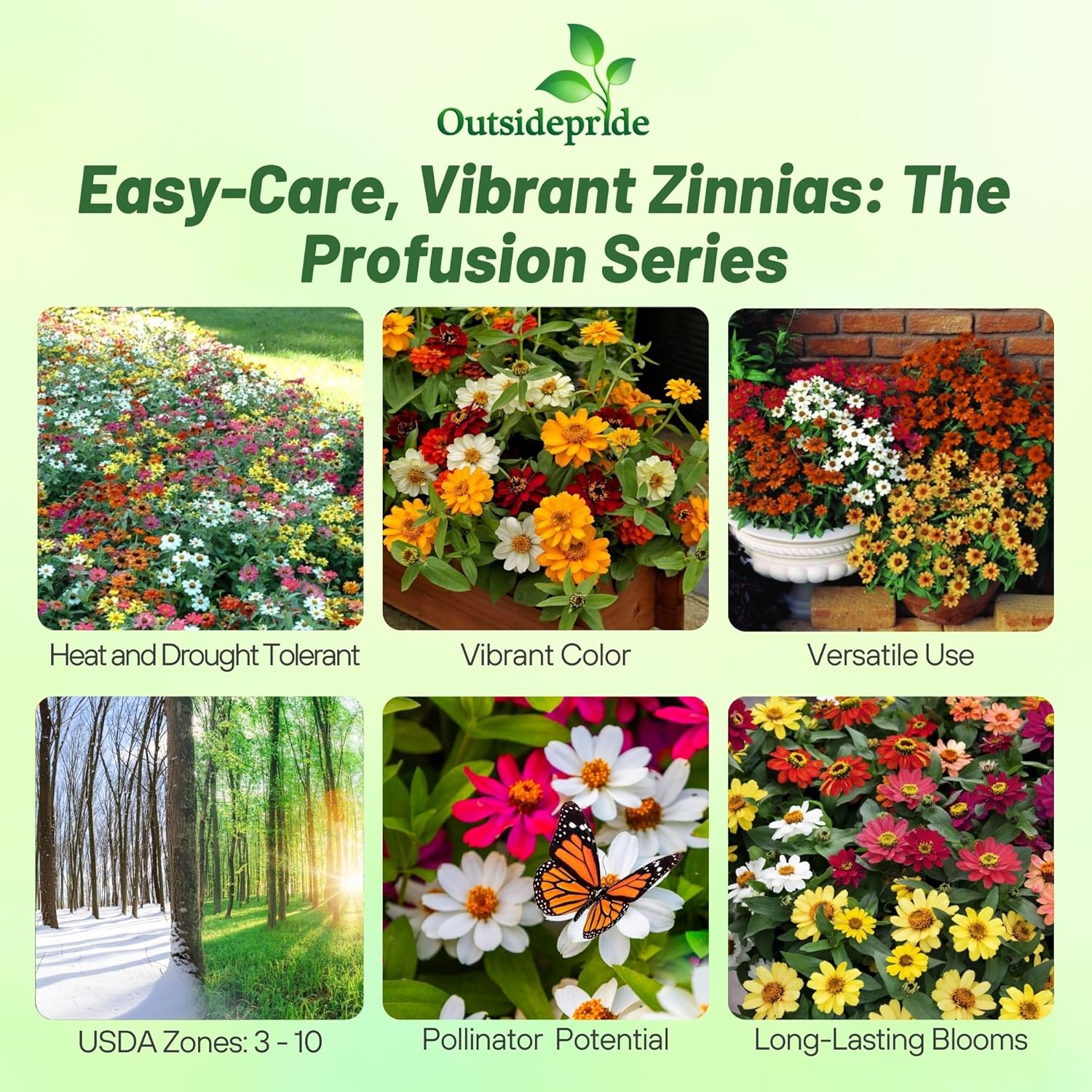 Zinnia Profusion Container Flowers