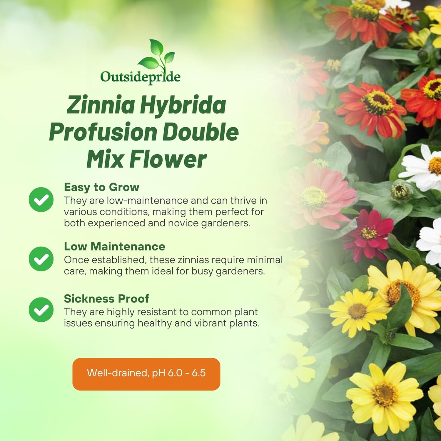 Zinnia Profusion Flower Vase