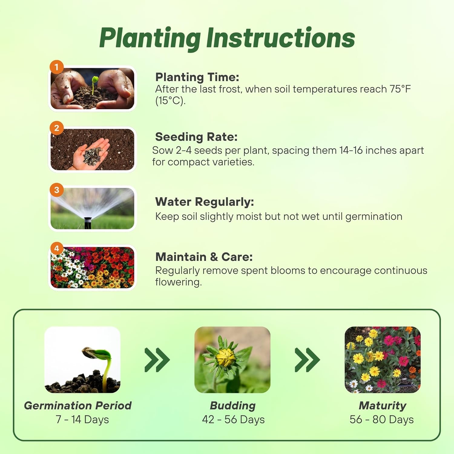 Zinnia Profusion Planting Directions