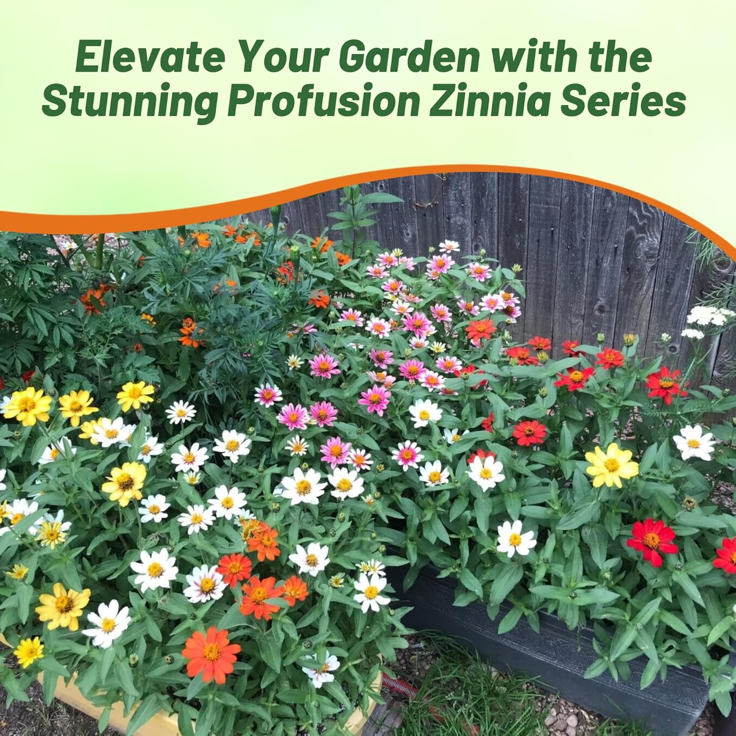 Zinnia Profusion Seed Mix