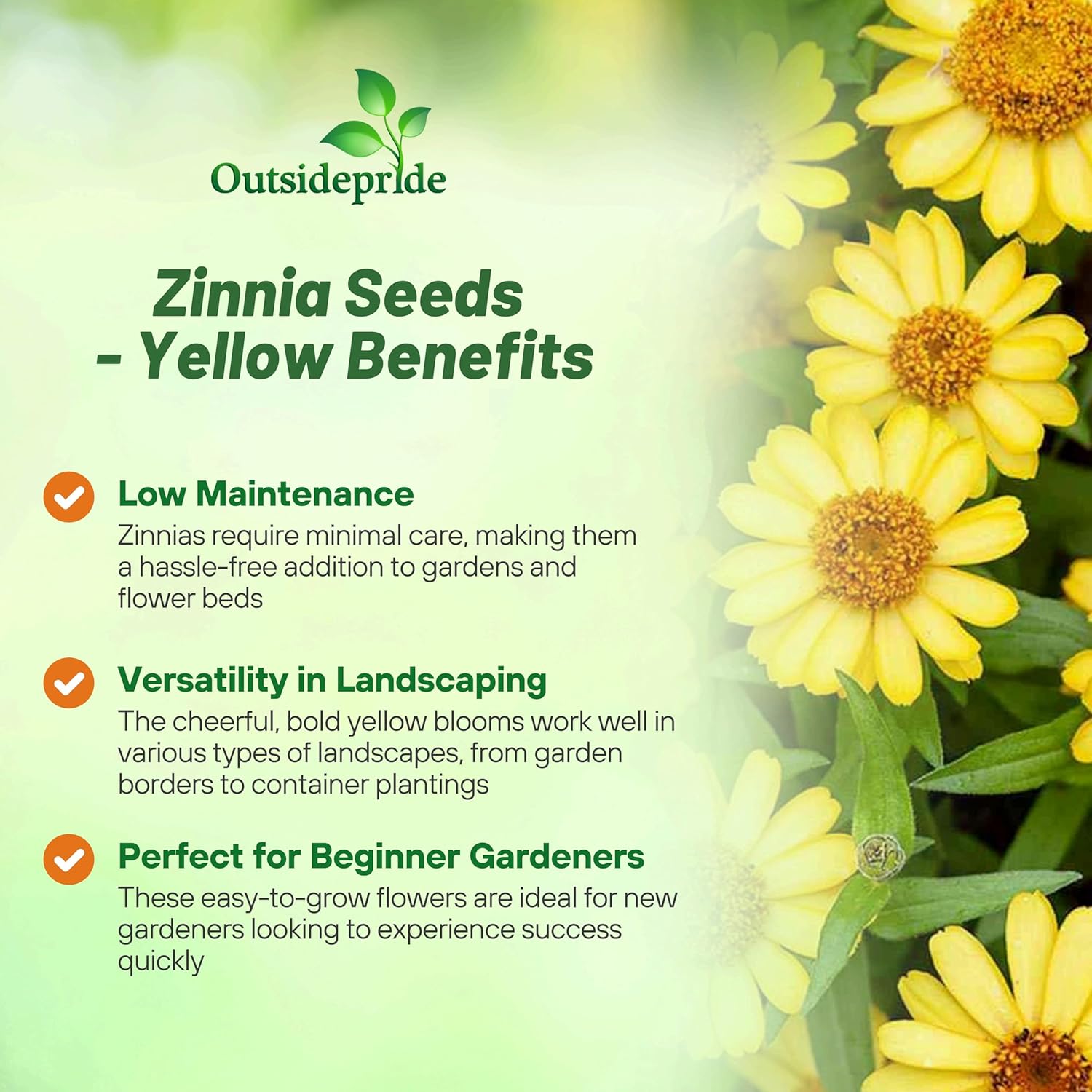 Zinnia Profusion Yellow Heat Tolerant Flowers