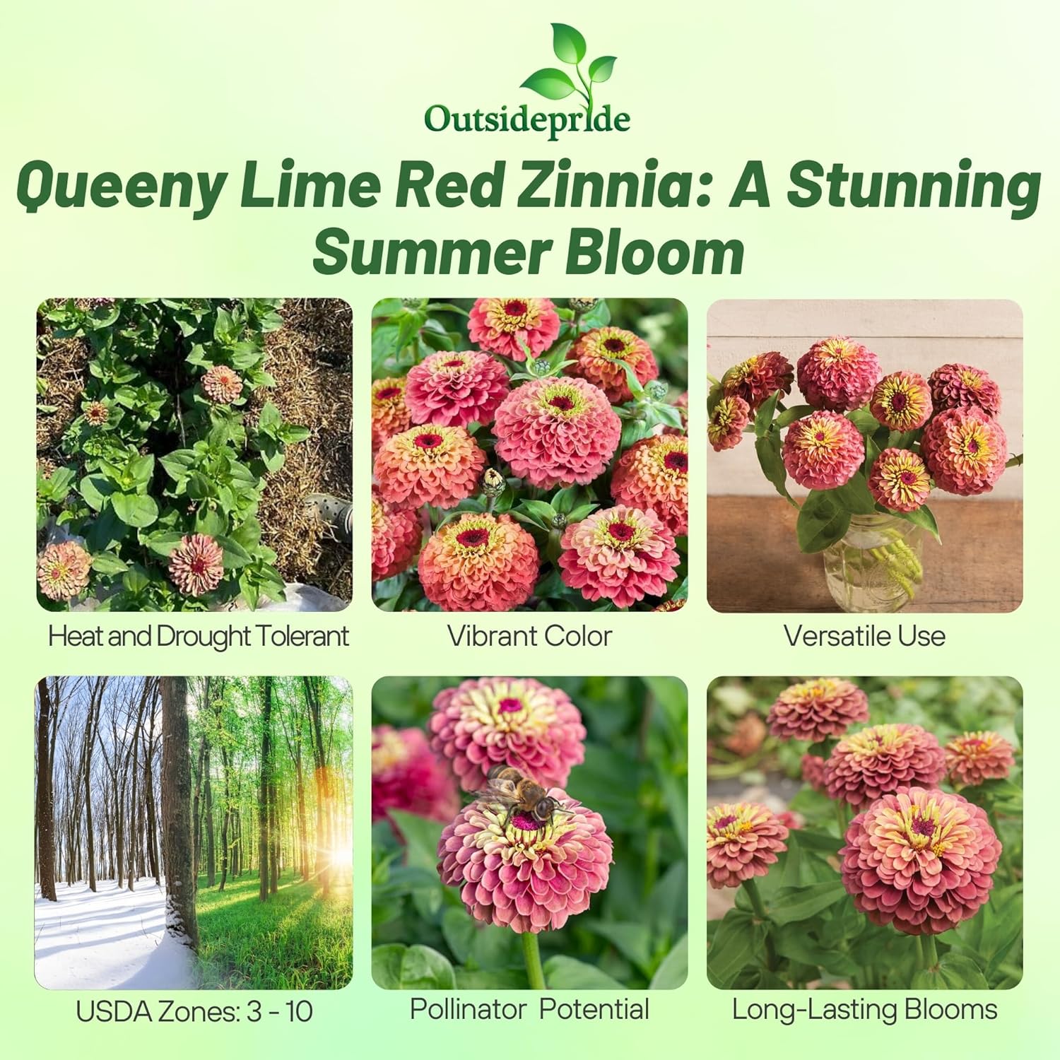 Zinnia Elegans Queeny Lime Red Seed