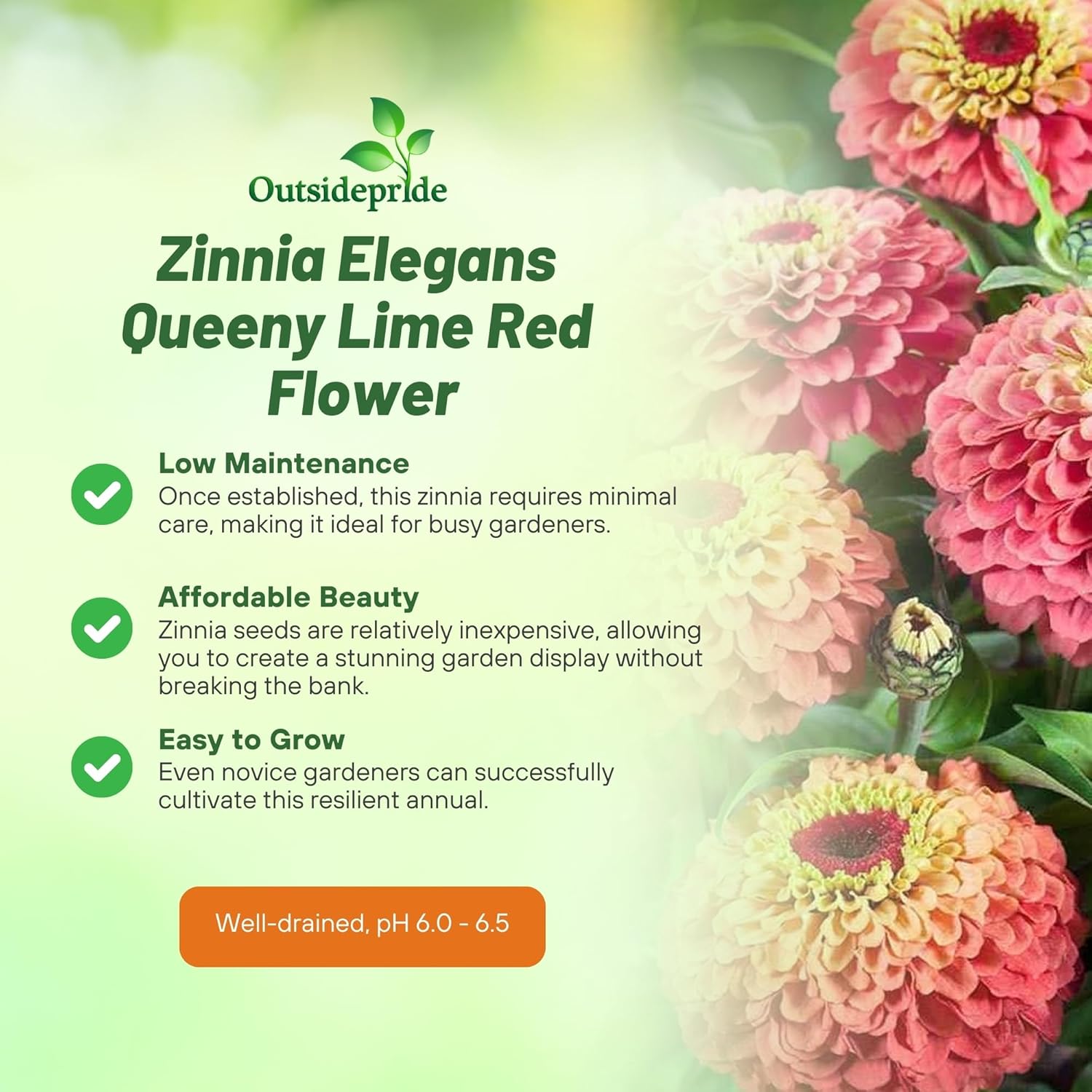 Zinnia Queeny Lime Red Plants