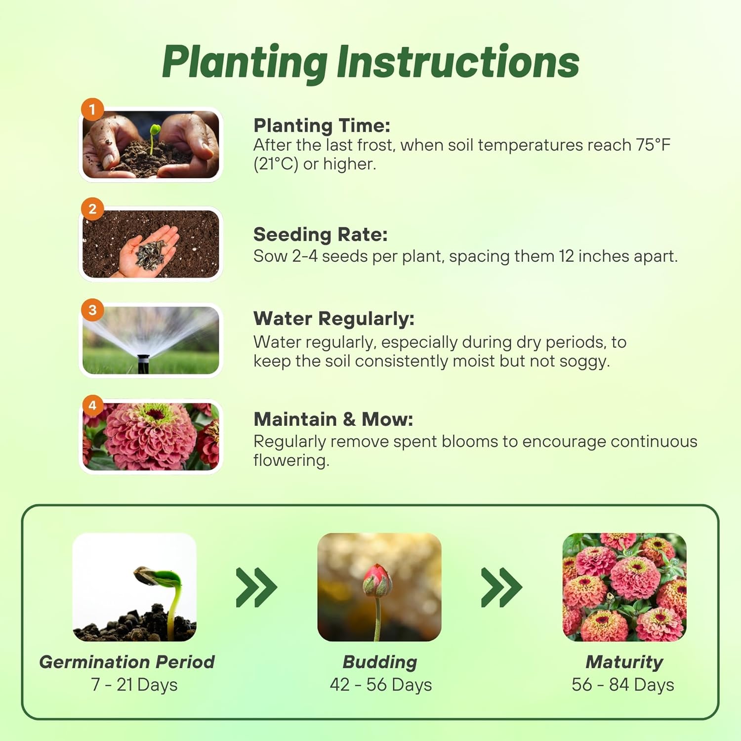 Zinnia Elegans Queeny Lime Red Planting Directions