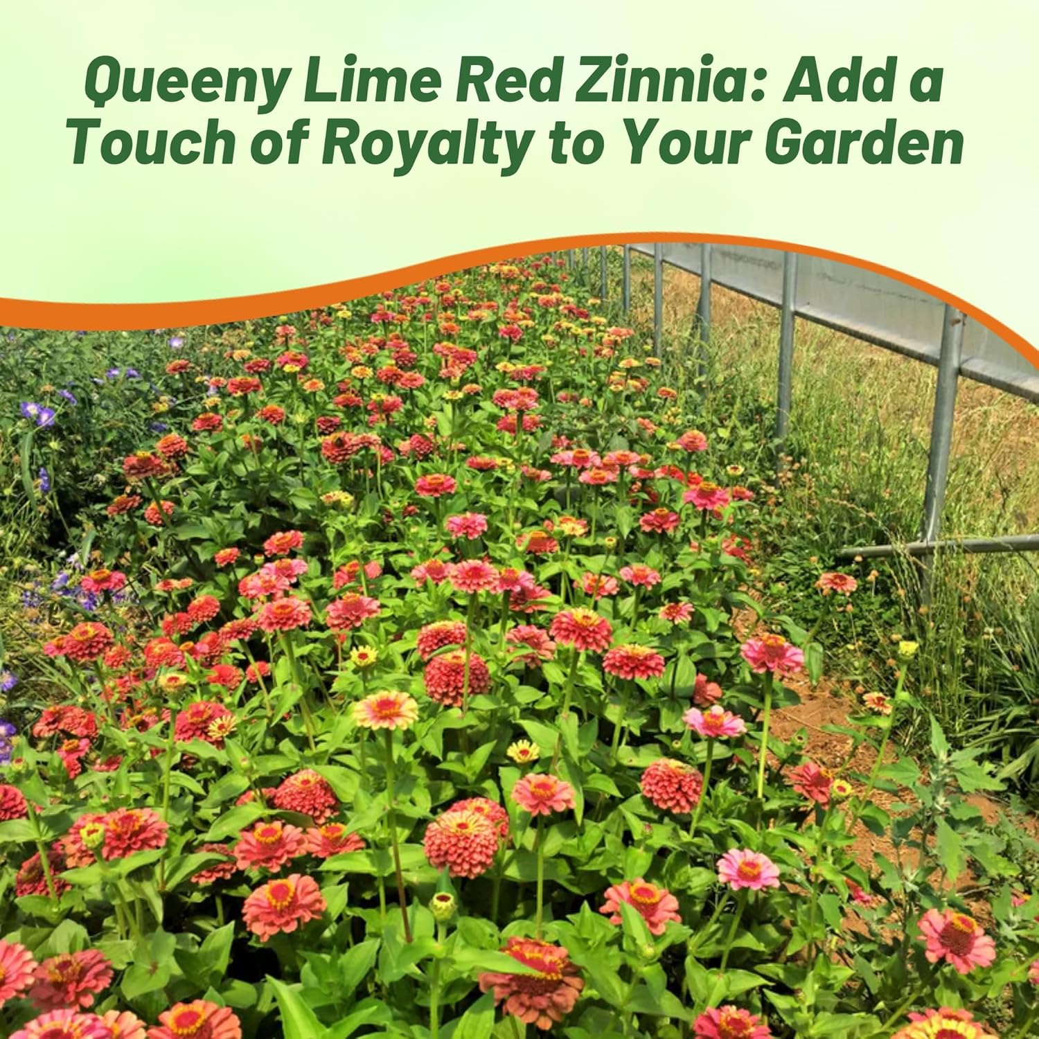 Zinnia Elegans Queeny Lime Red Bouquets