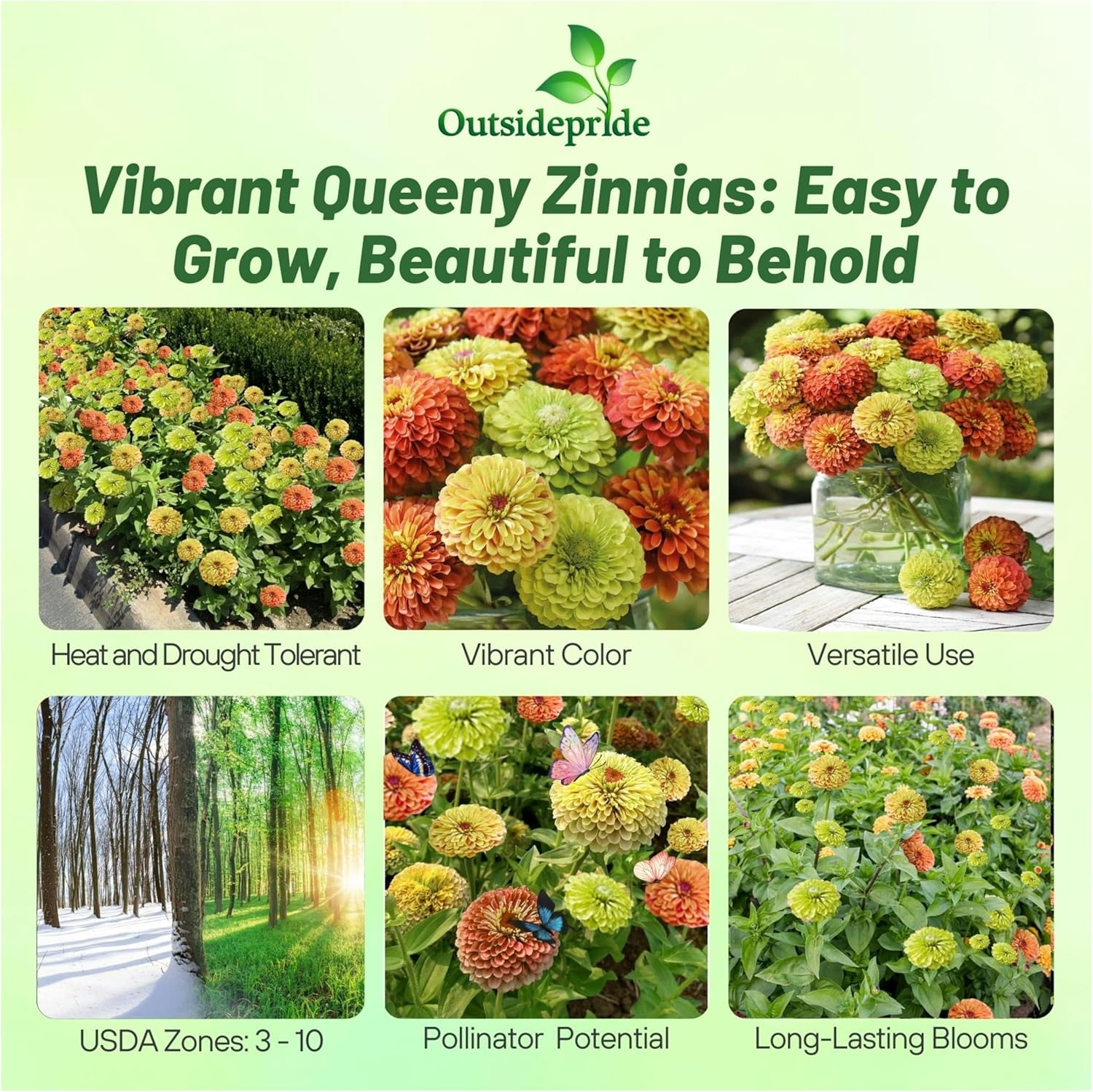 Zinnia Queeny Planter Box Seed Mix