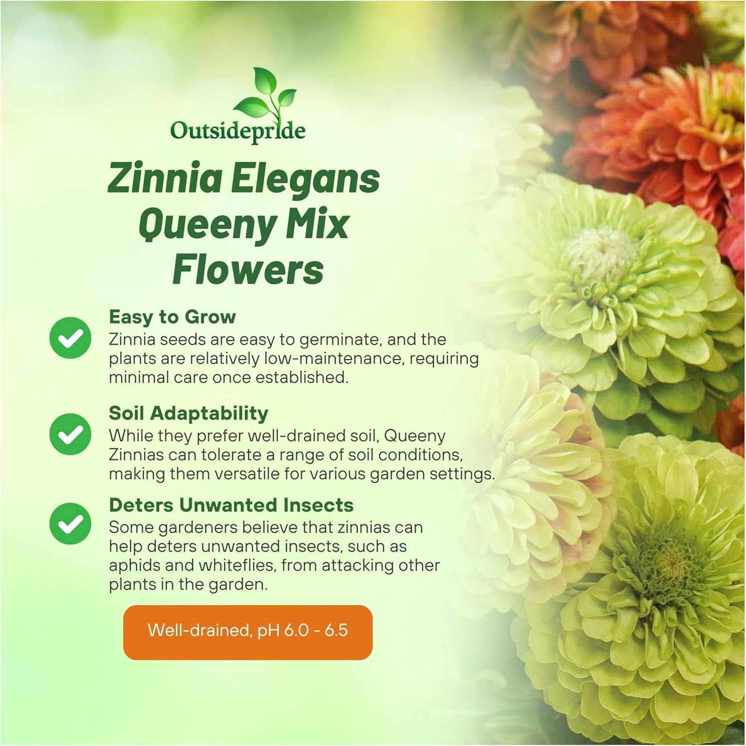 Zinnia Queeny Container Seed Mix