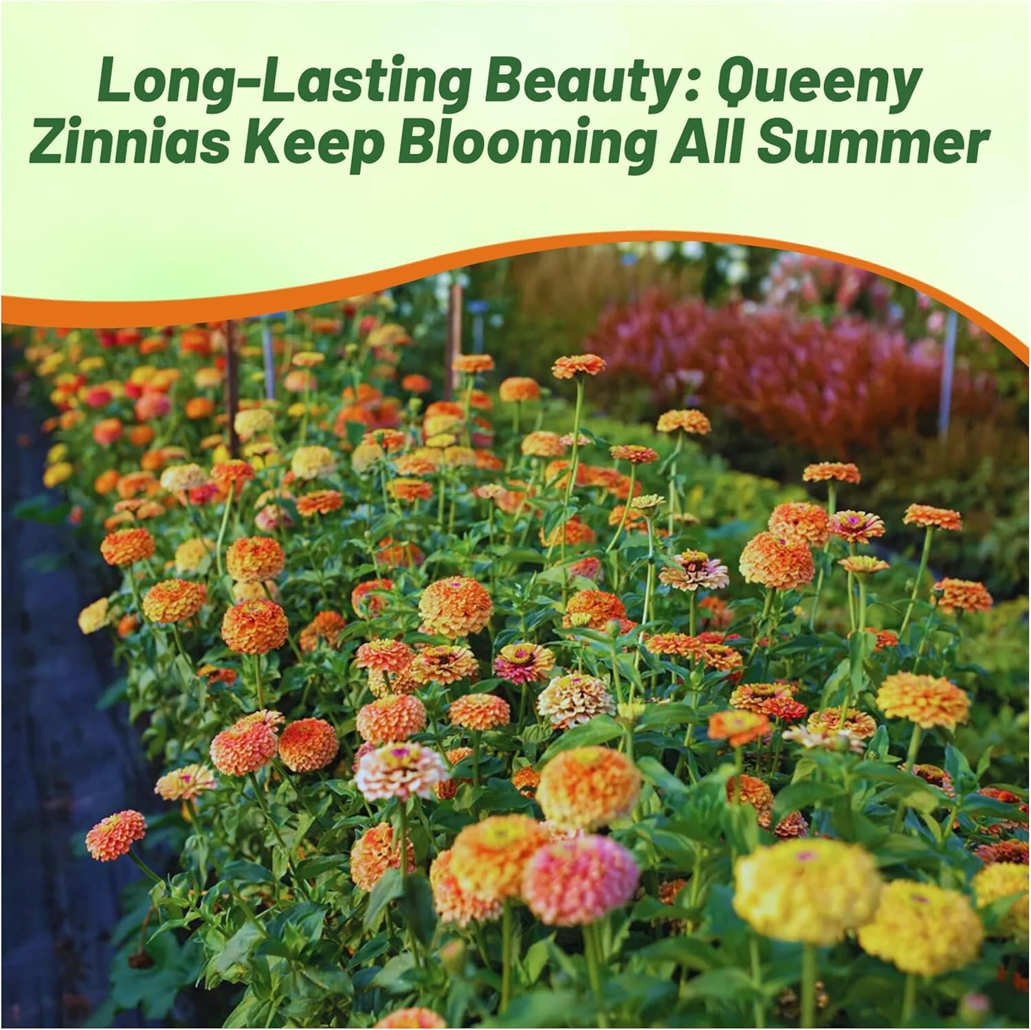 Zinnia Queeny Flower Garden Mixture