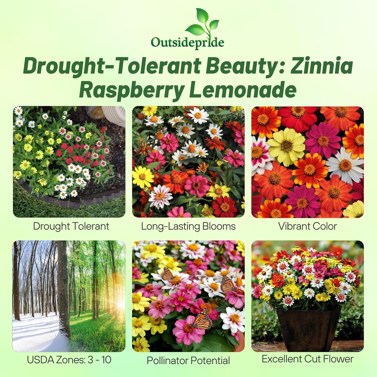 Zinnia Zahara Raspberry Lemonade Planting Directions