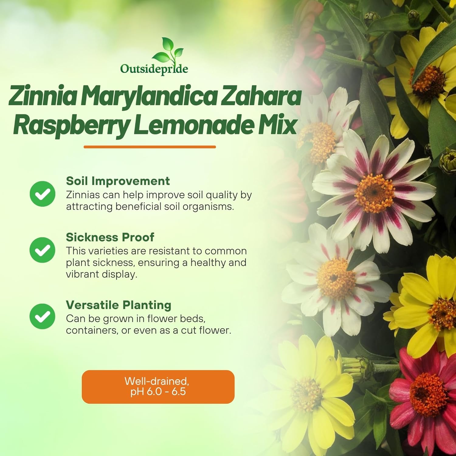 Zinnia Raspberry Lemonade Seed Mix