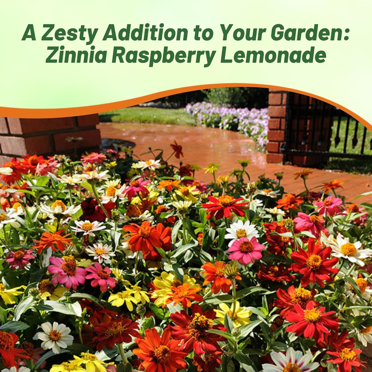 Zinnia Zahara Raspberry Lemonade Flower Garden
