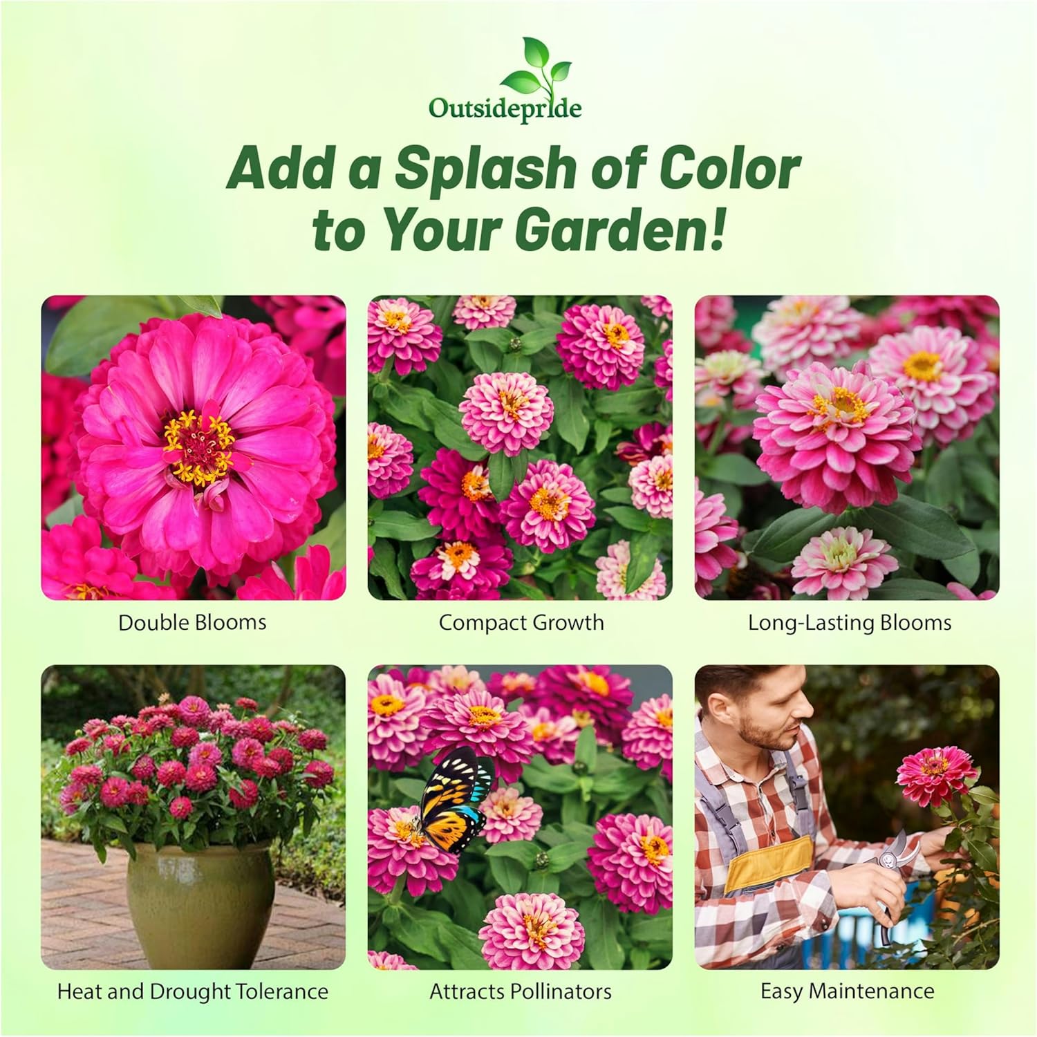 Zinnia Double Raspberry Ripple Flowers
