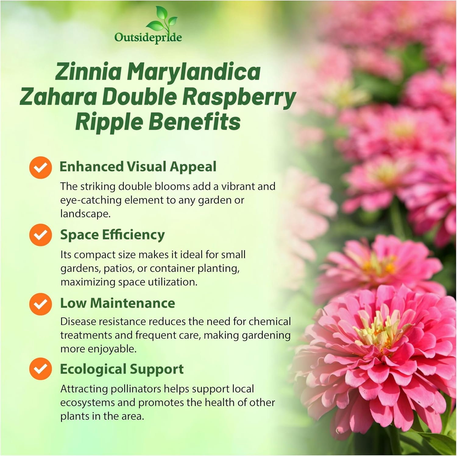 Zinnia Zahara Double Raspberry Flowers