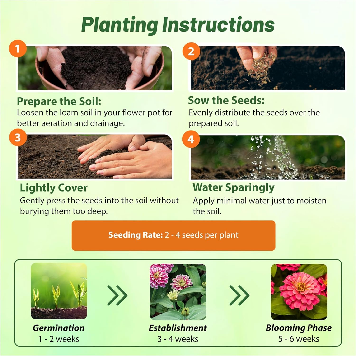 Zinnia Zahara Double Raspberry Ripple Planting Directions
