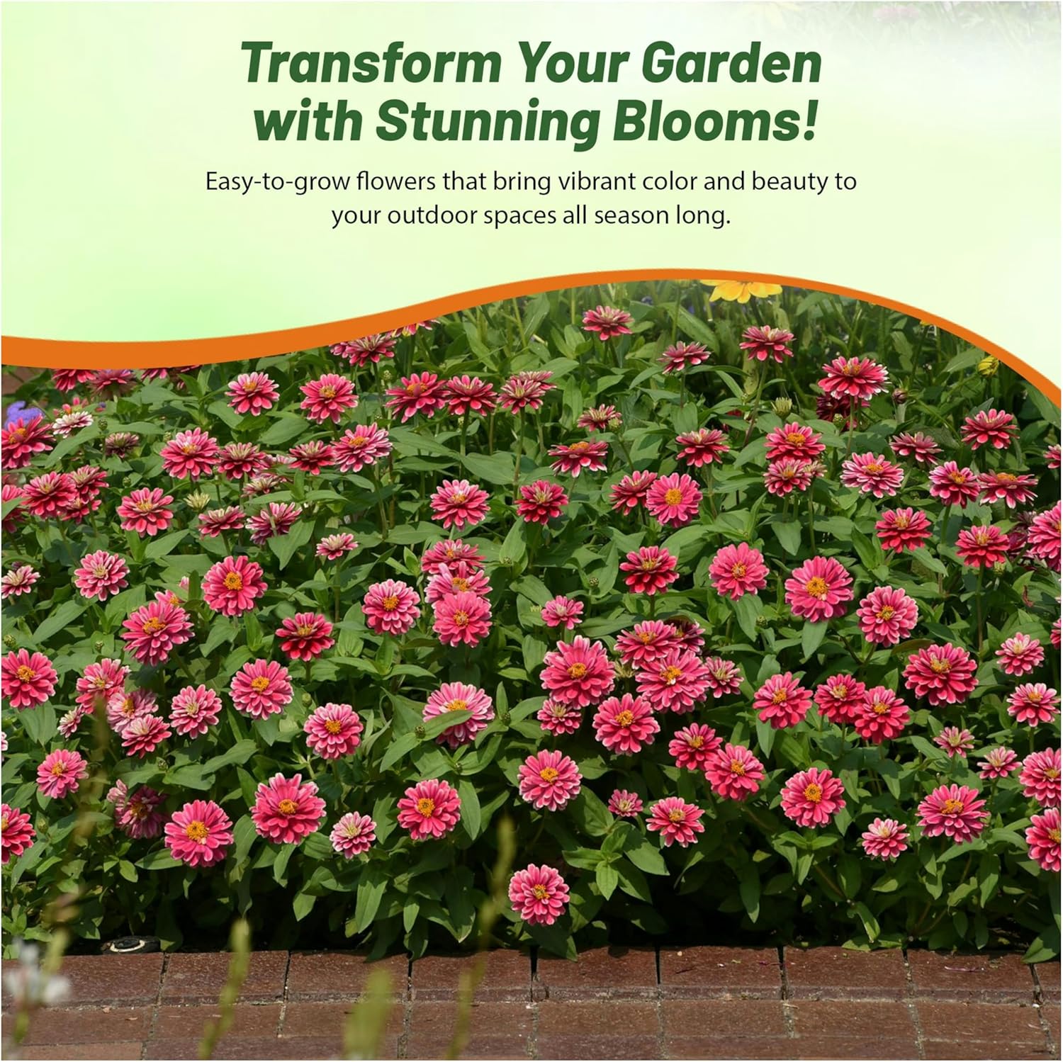 Zinnia Zahara Double Raspberry Ripple Plants