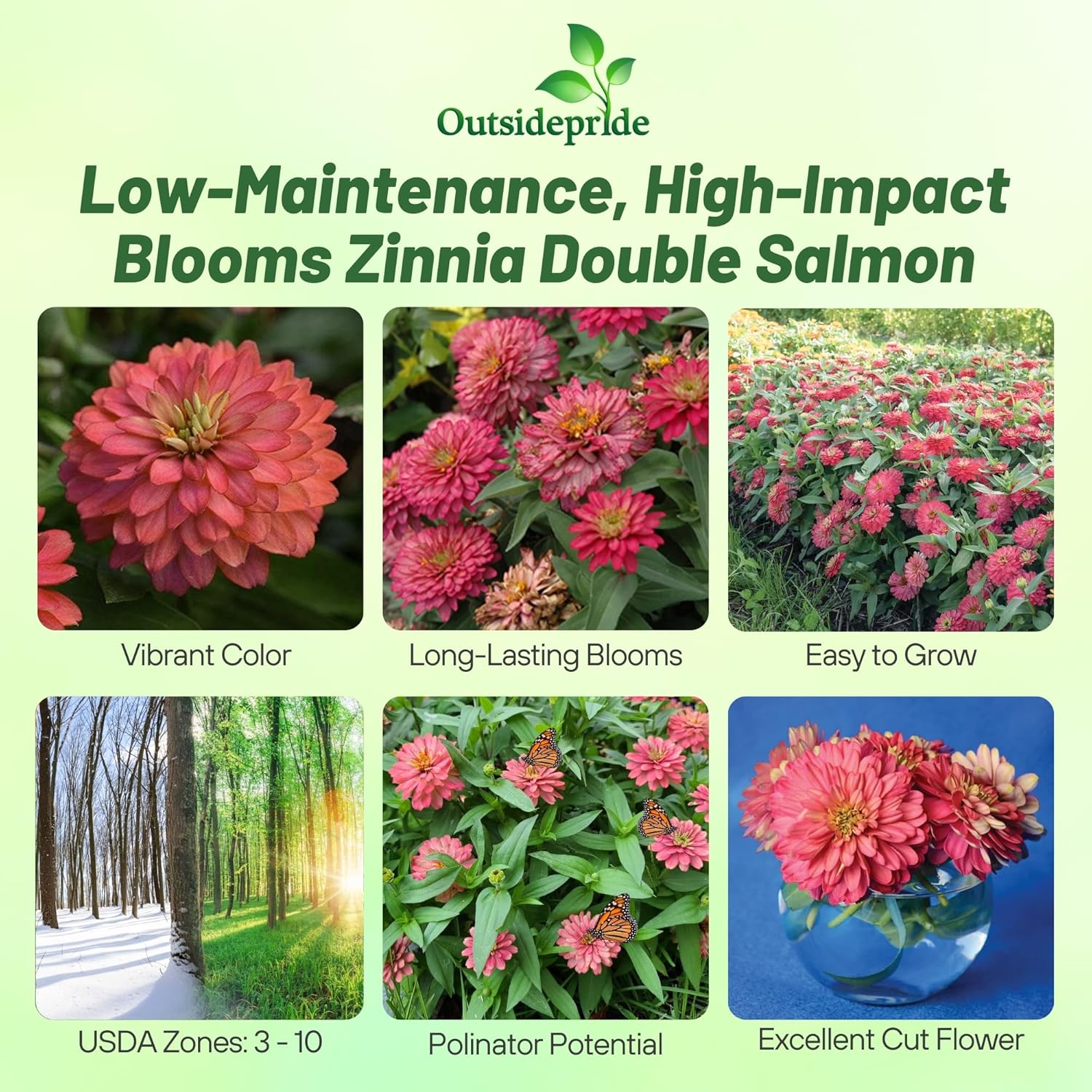 Zinnia Zahara Double Salmon Planting Directions