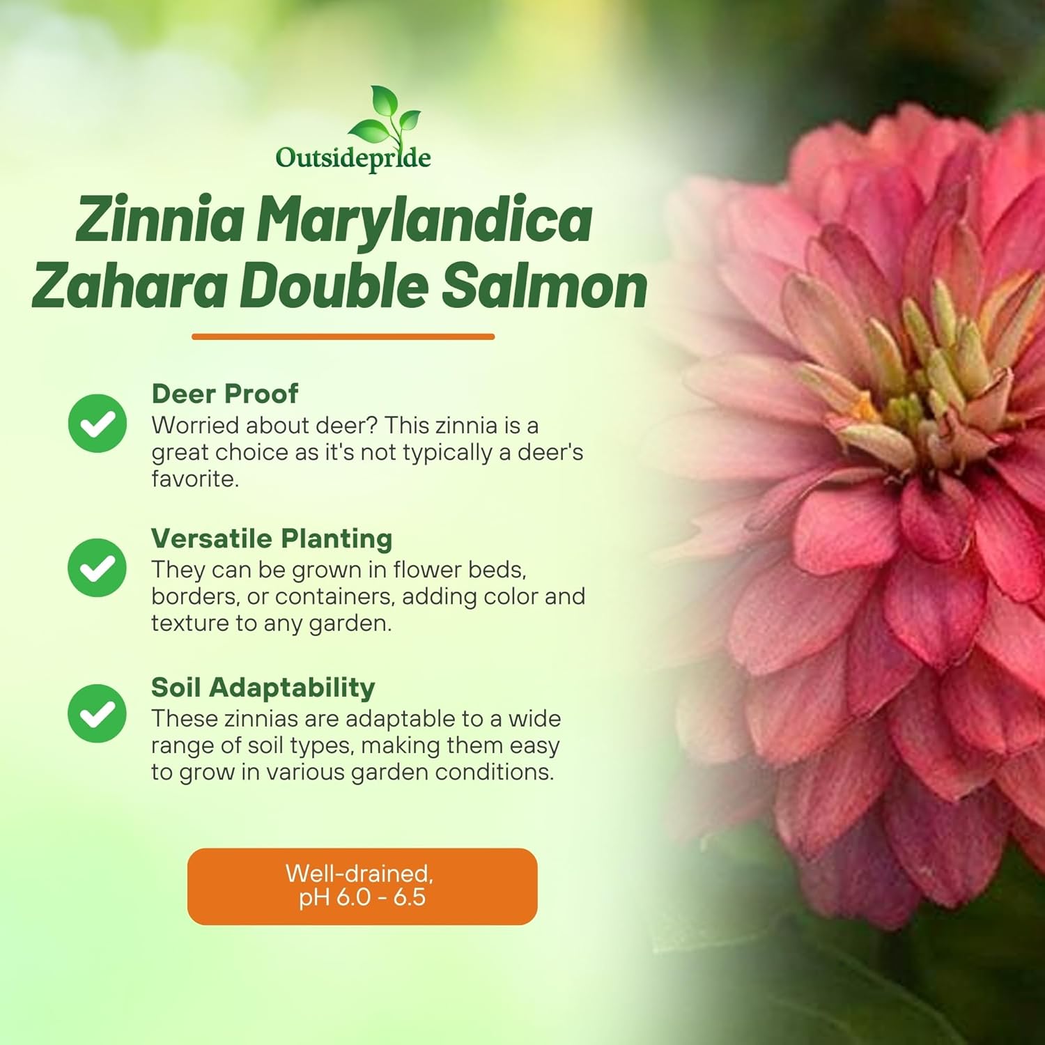Zinnia Double Salmon Flowers Garden