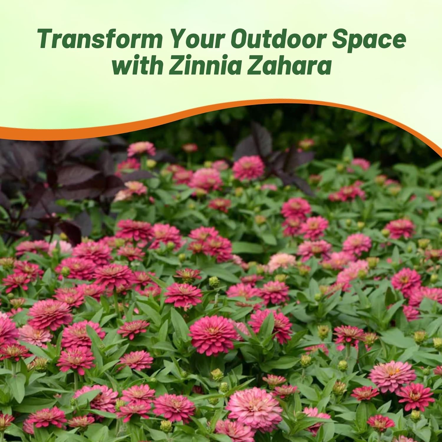 Zinnia Zahara Double Salmon Flower Bed