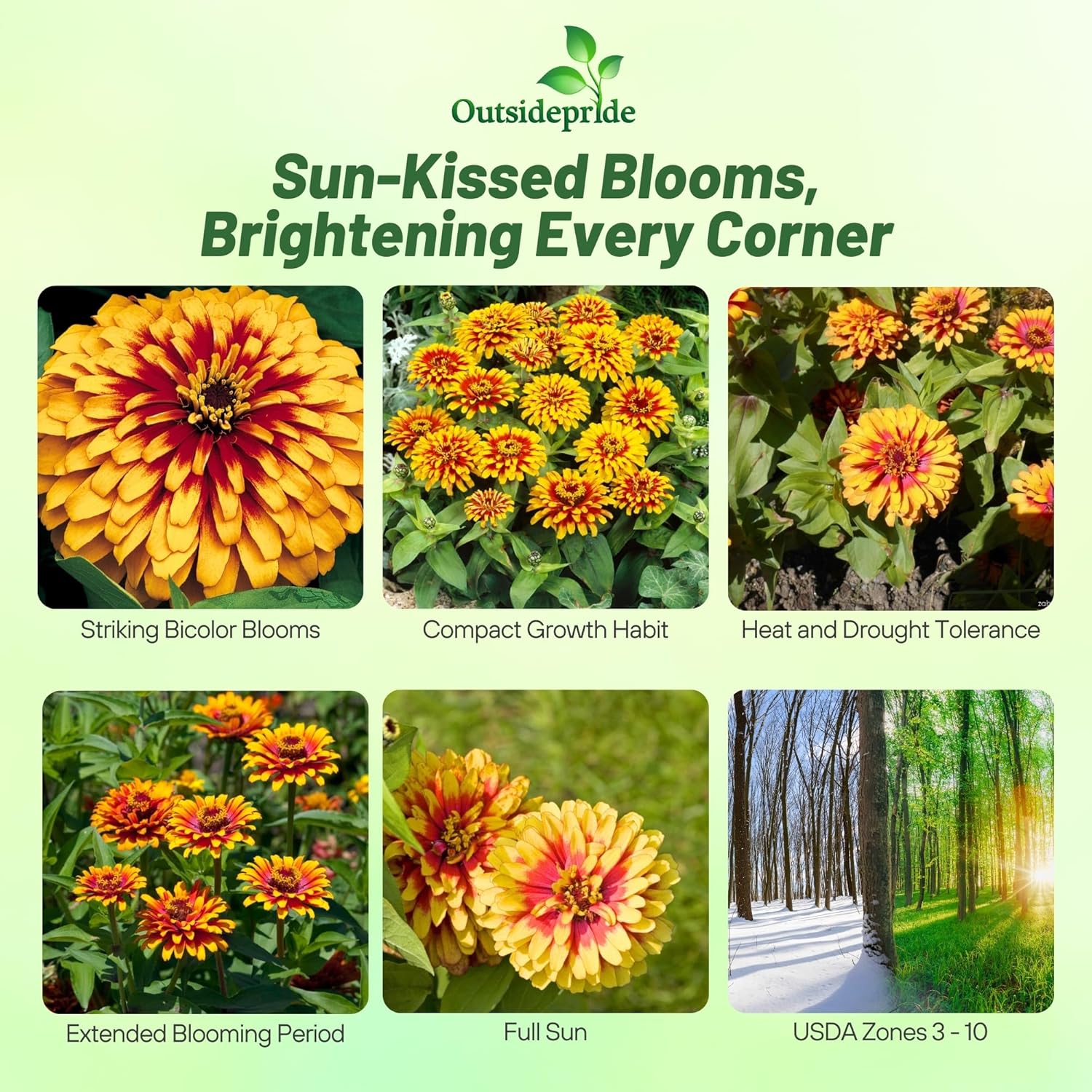 Zinnia Swizzle Scarlet Yellow Planting Directions