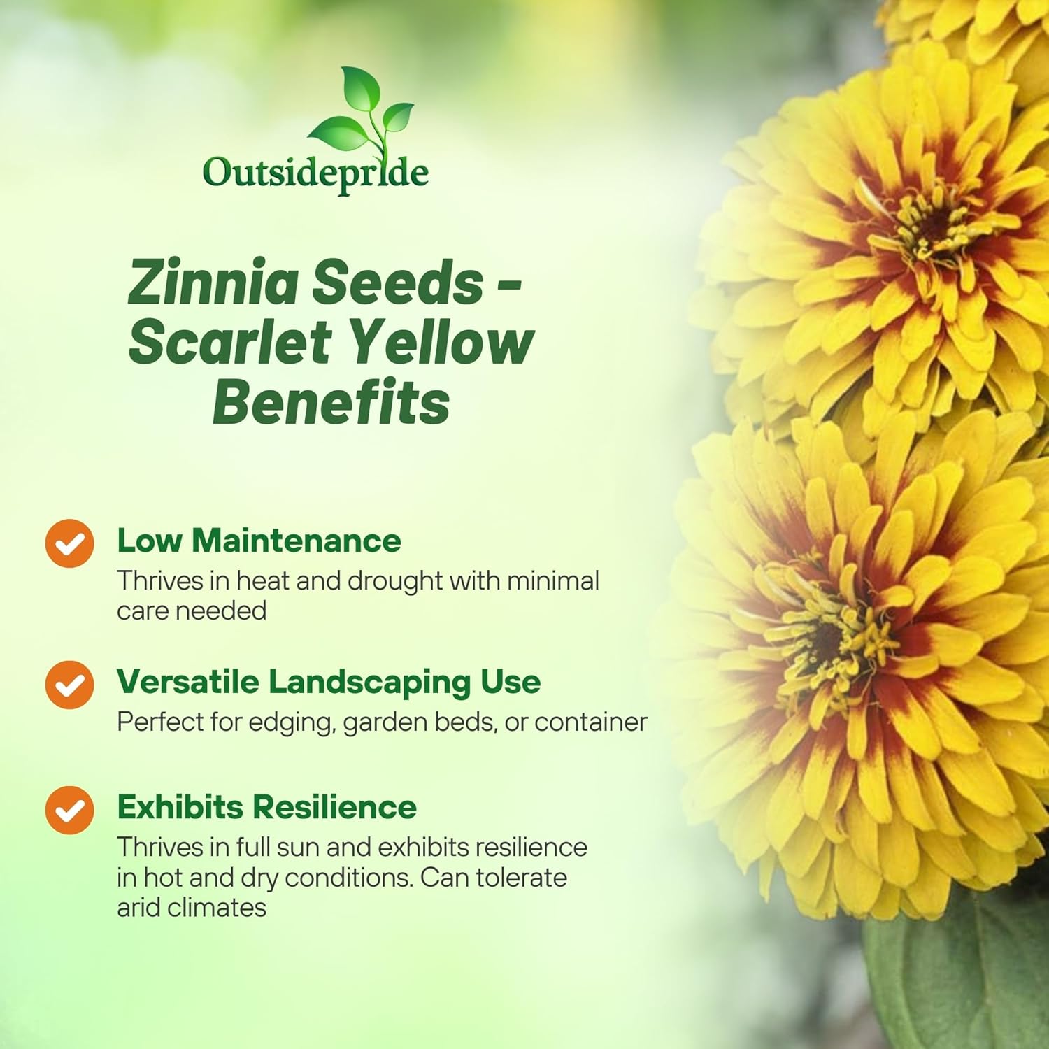 Zinnia Swizzle Scarlet Yellow Heat Tolerant