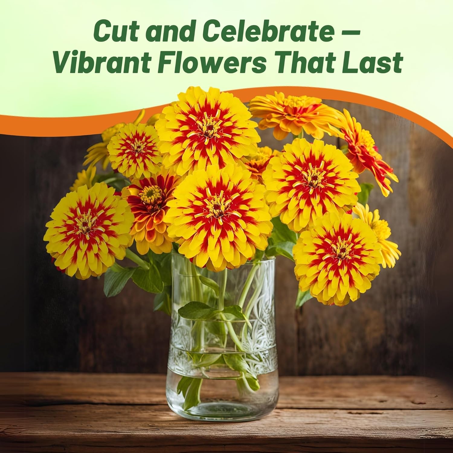 Zinnia Swizzle Scarlet Yellow Garden Flowers